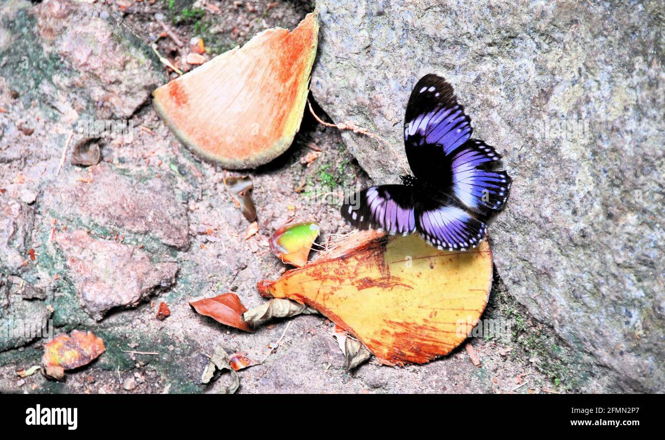 Una farfalla Blue Diadem poggia sul terreno in una foresta pluviale in Ghana, Africa occidentale. Foto Stock