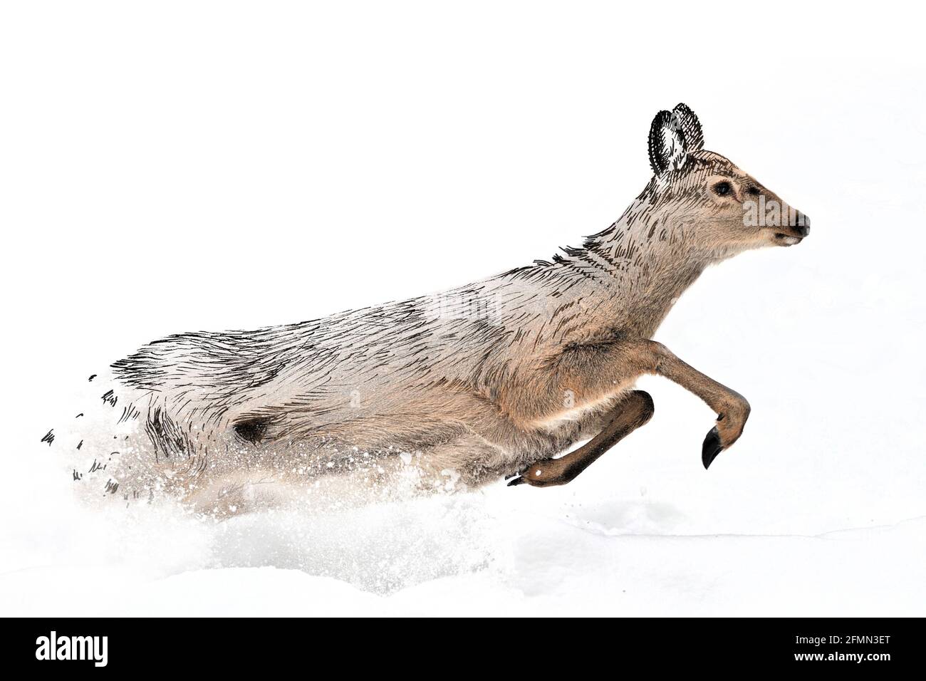 Grafica di schizzo illustrazione monocromatica e combinazione di cervi fotografici. Animali disegnati a mano mescolati con foto (originali, nessuna traccia) Foto Stock