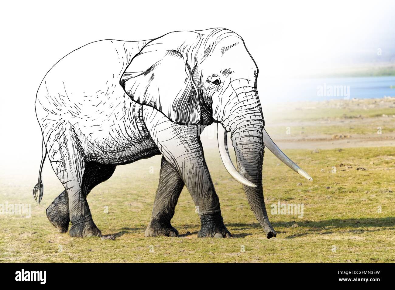 Grafica di schizzo illustrazione monocromatica e combinazione di foto elefante. Animali disegnati a mano mescolati con foto (originali, nessuna traccia) Foto Stock