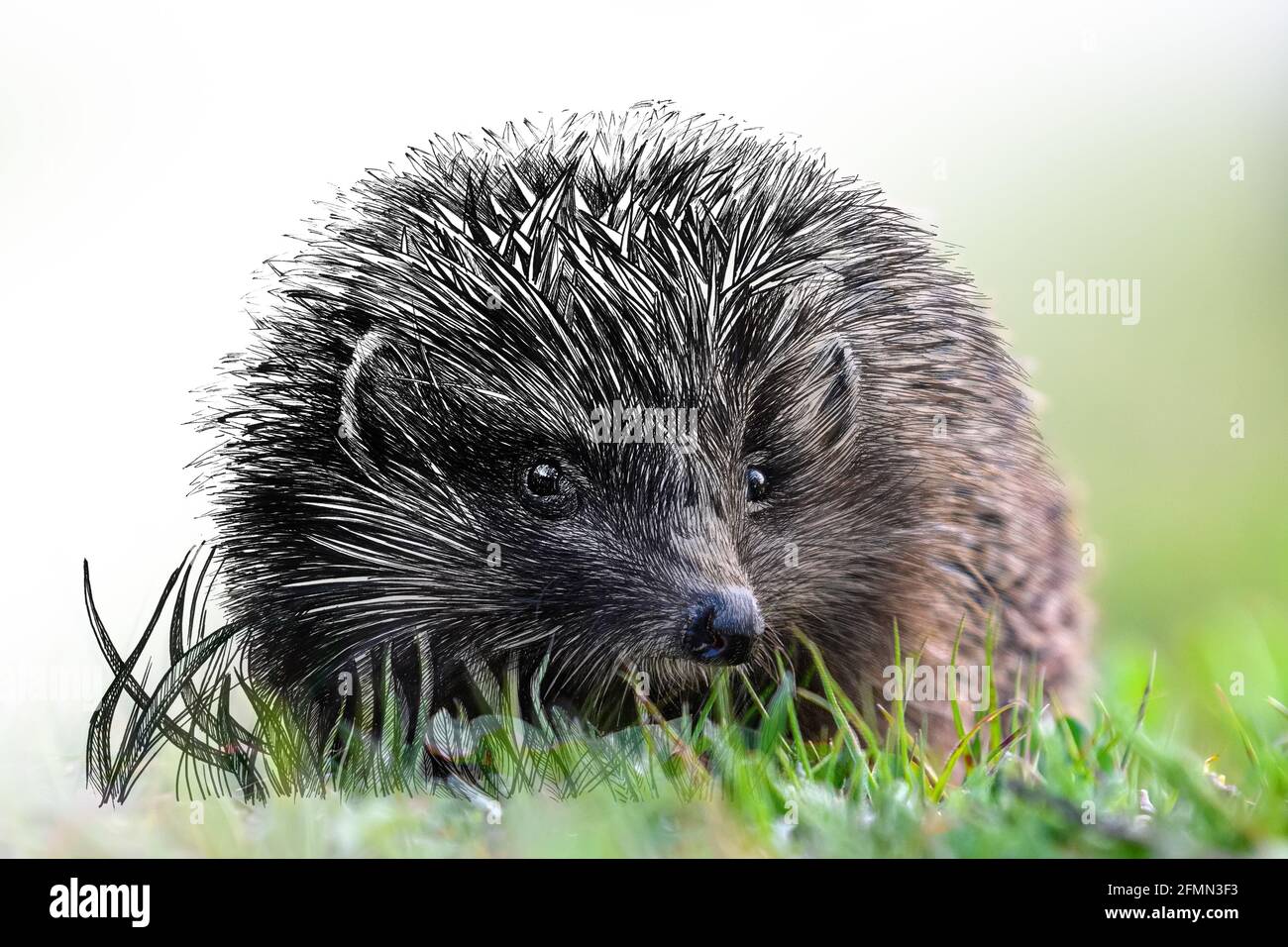 Grafica di schizzo illustrazione monocromatica e combinazione di hedgehog fotografico. Animali disegnati a mano mescolati con foto (originali, nessuna traccia) Foto Stock
