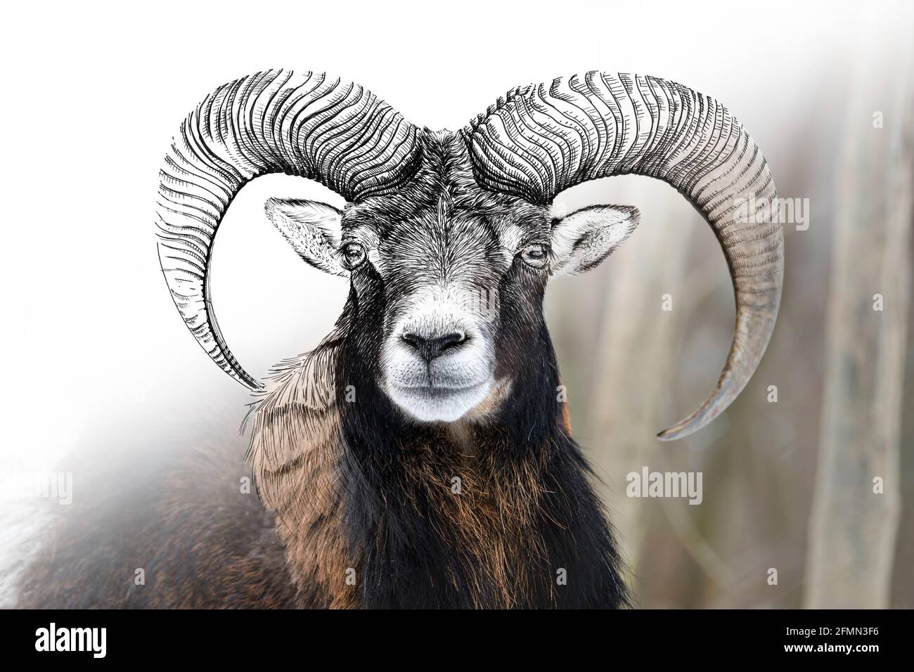 Grafica di schizzo illustrazione monocromatica e combinazione di foto mouflon. Animali disegnati a mano mescolati con foto (originali, nessuna traccia) Foto Stock
