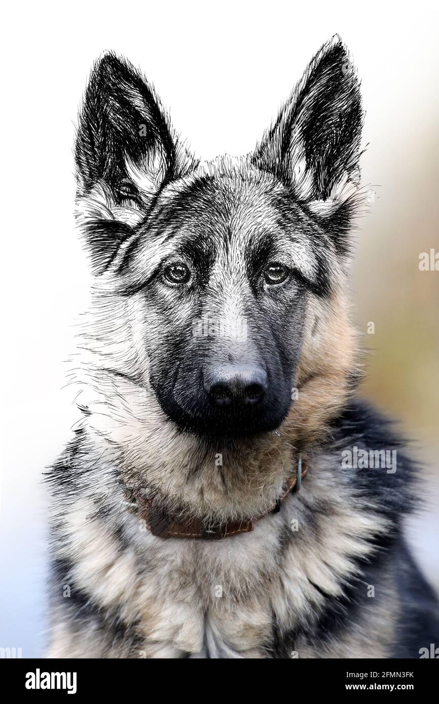 Grafica di schizzo illustrazione monocromatica e combinazione di foto-cane. Animali disegnati a mano mescolati con foto (originali, nessuna traccia) Foto Stock