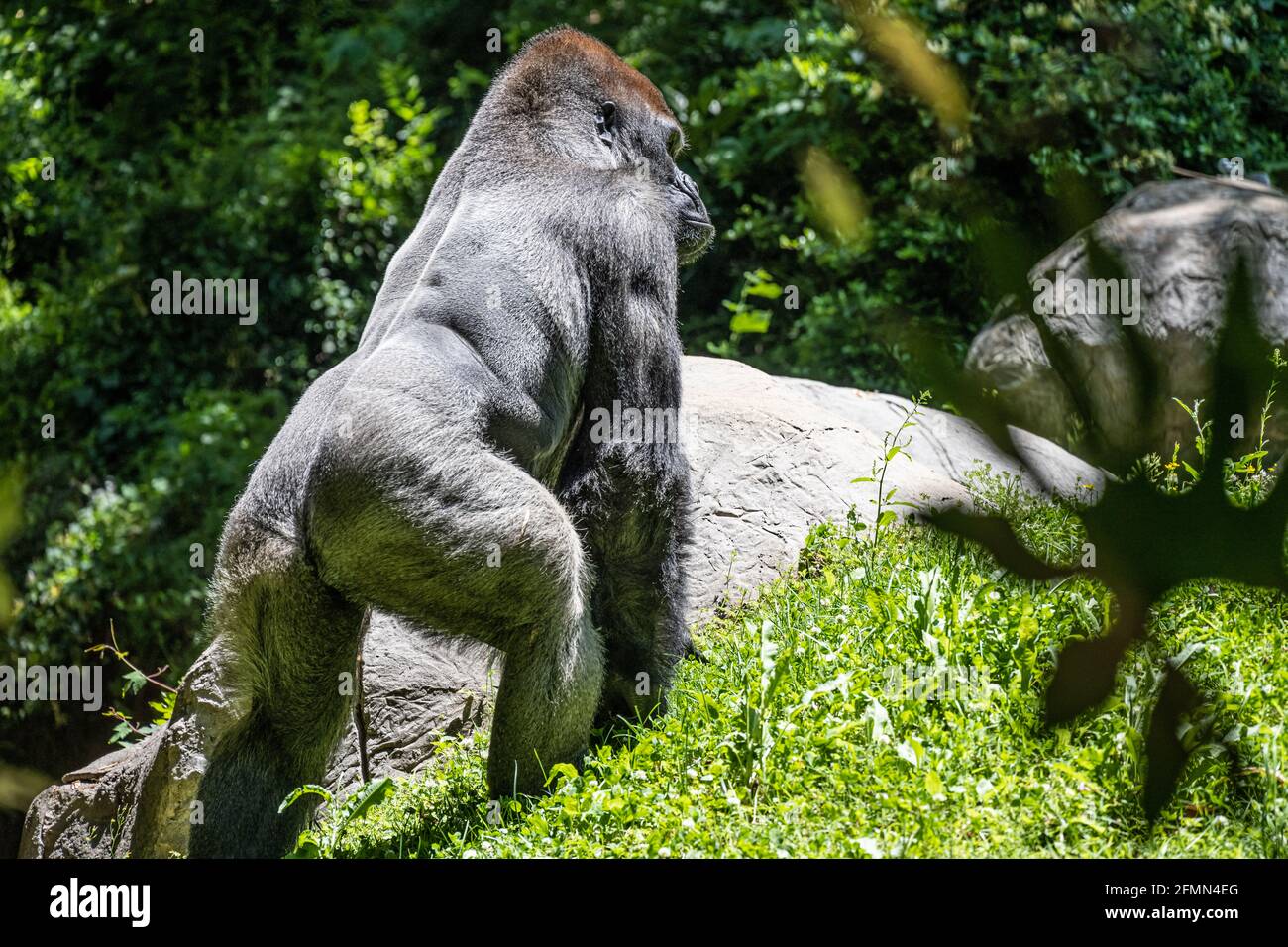 Potente gorilla della pianura occidentale argentata allo Zoo di Atlanta vicino al centro di Atlanta, Georgia. (STATI UNITI) Foto Stock