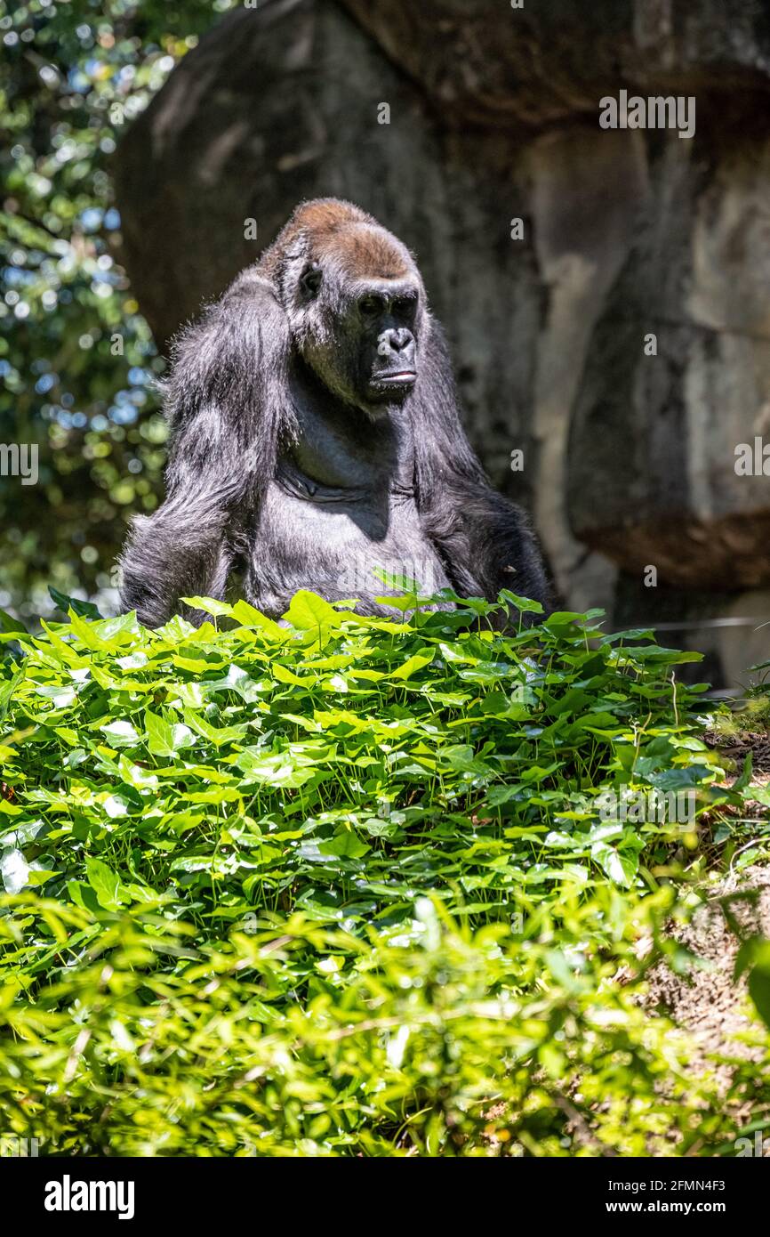 Western lowland gorilla allo Zoo Atlanta vicino al centro di Atlanta, Georgia. (STATI UNITI) Foto Stock