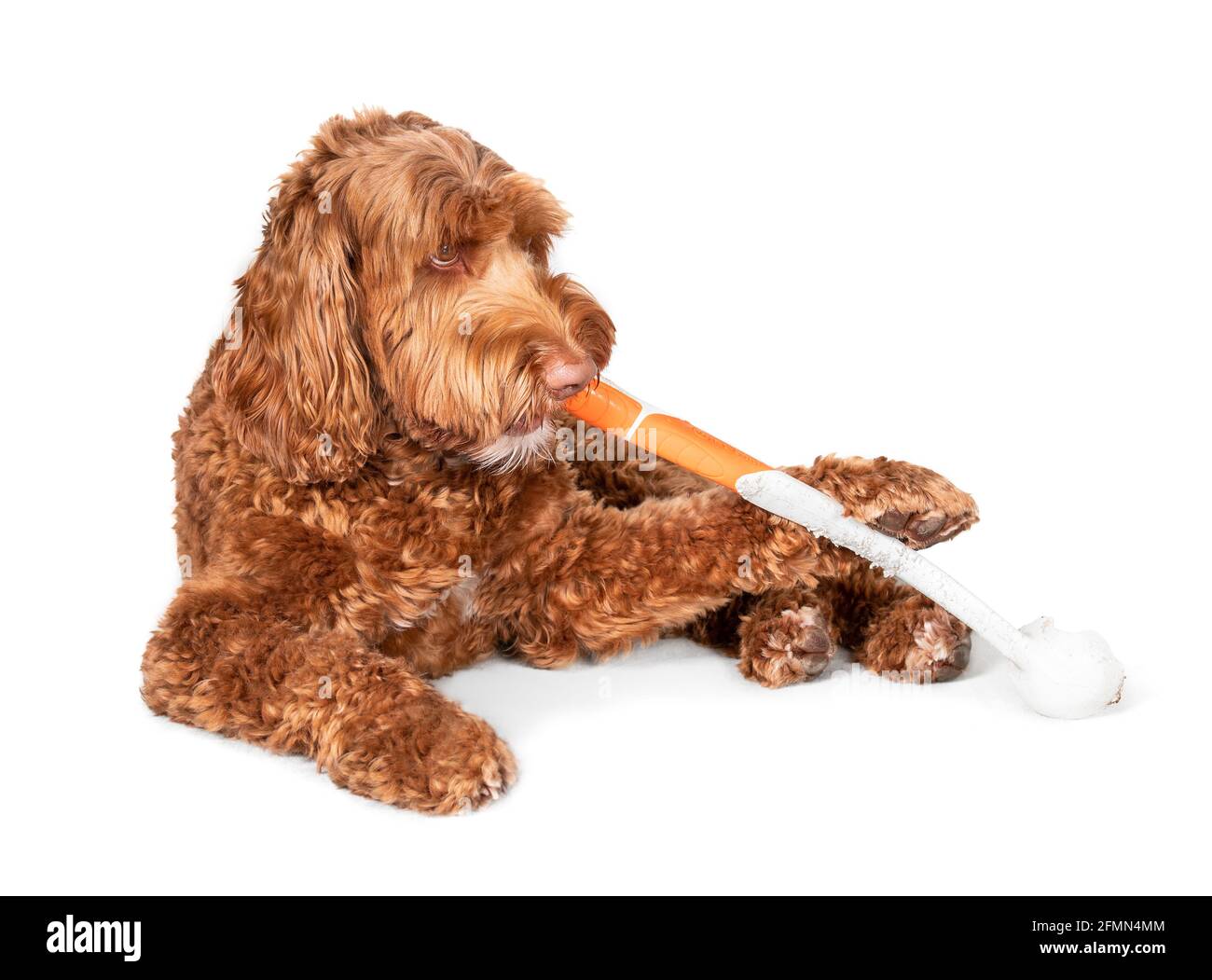 Labradoodle cane masticare su bastone di plastica. Il grande cane femmina adulto lanuginoso sta gnawing un bastone di lancio della sfera mentre lo tiene con una zampa. Concetto per alesatura d Foto Stock