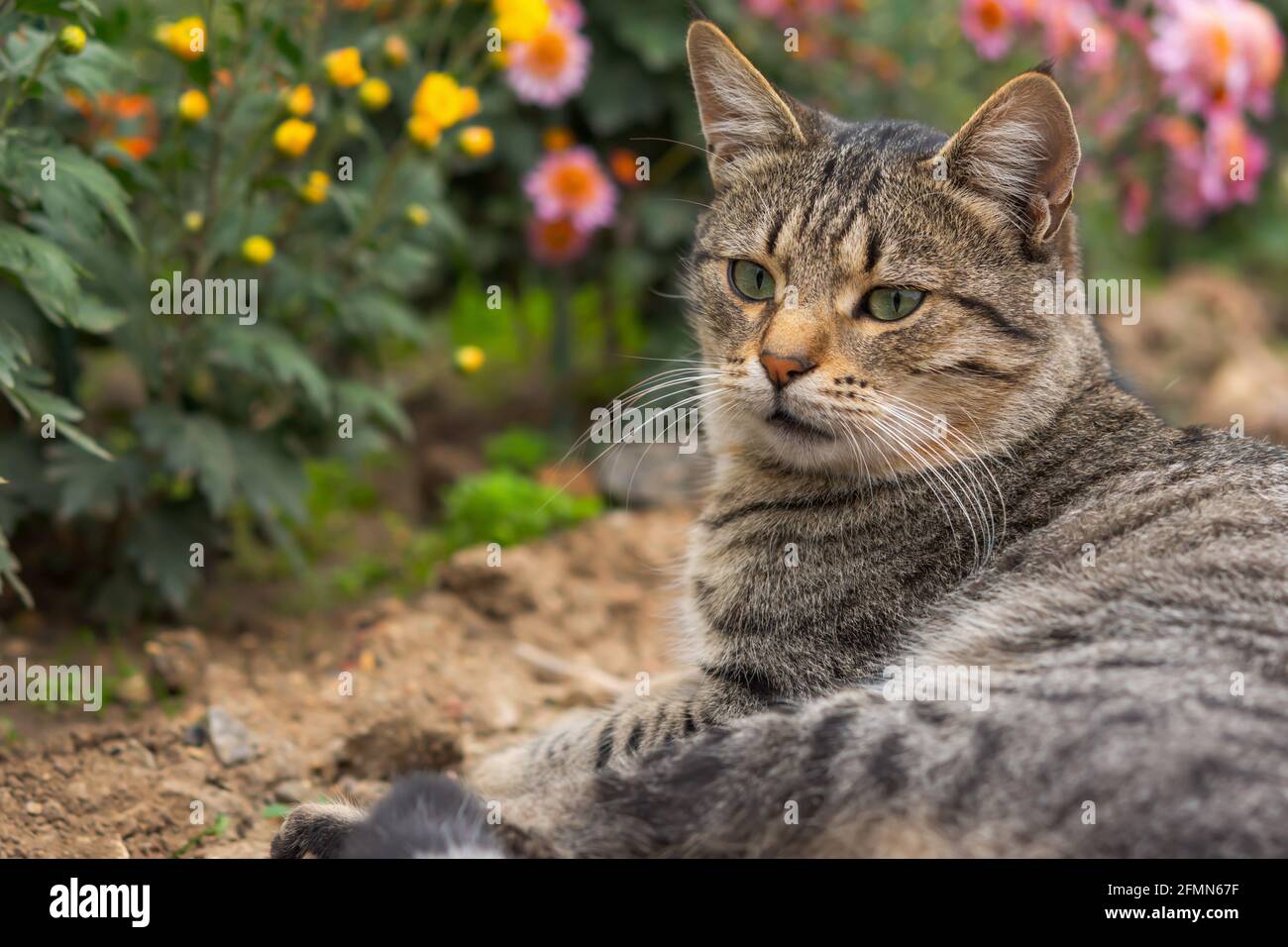 Un gatto tabby si trova a terra tra i fiori. Gatto grigio tra i crisantemi nel giardino. Riposo e relax. Gatto senza casa di strada. Porta di primo piano Foto Stock