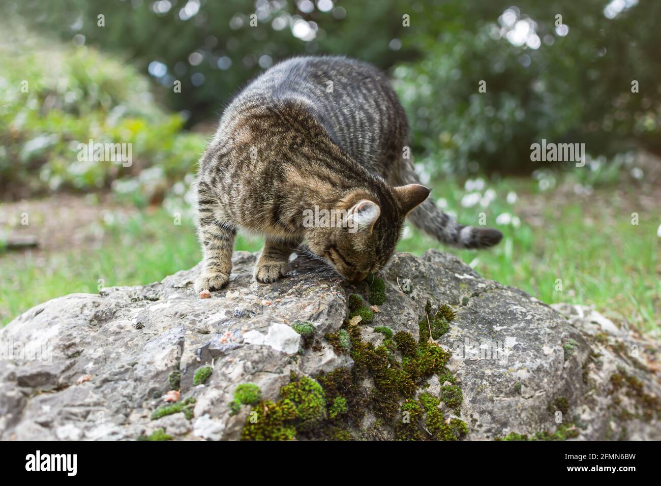 Un gatto tabby grigio senza casa mangia cibo su una roccia nel parco. Aiutare e dare da mangiare agli animali selvatici. Il concetto di premuroso e premuroso, mostrando gentilezza, pietà. Un hun Foto Stock