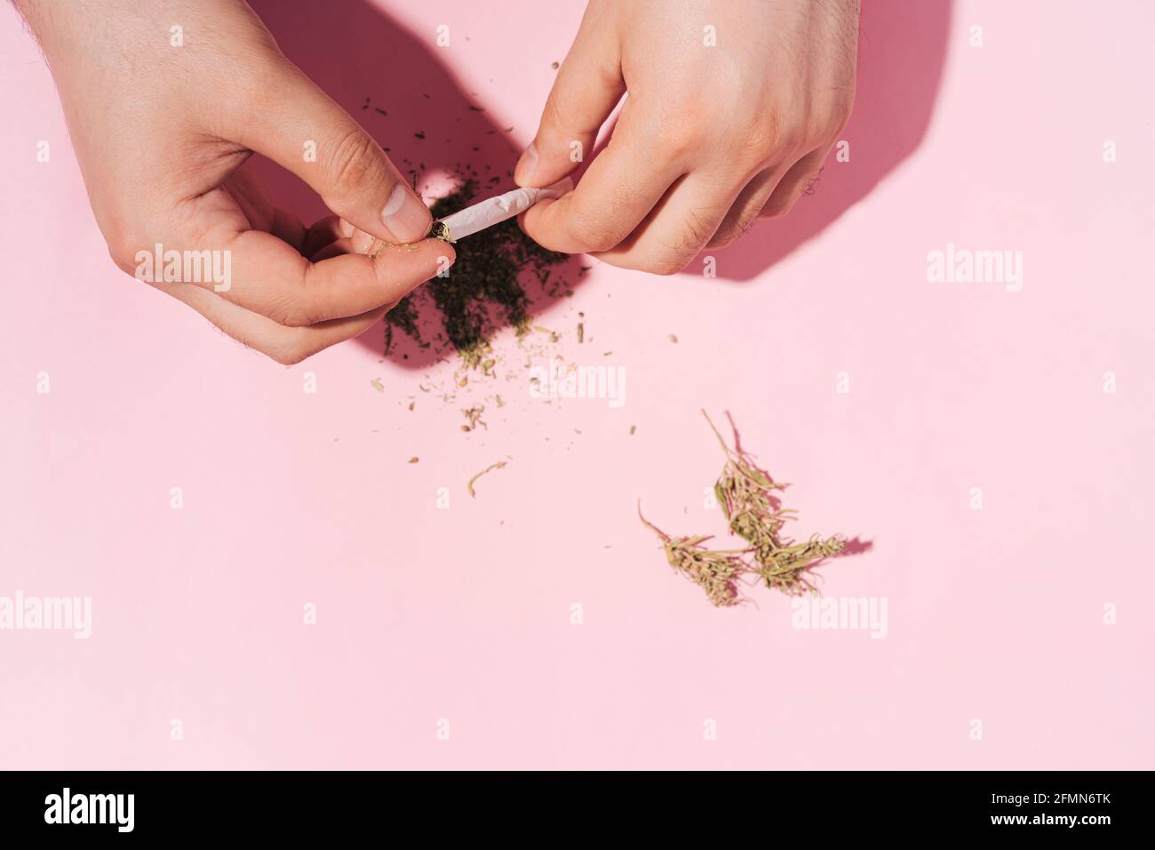 Mani che fanno le sigarette di Marijuana asciutte di erbe su sfondo rosa pastello con ombre dure. Disposizione piatta Foto Stock