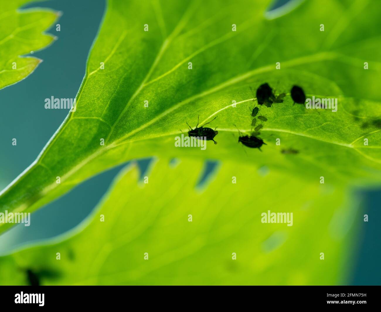 Afidi sul lato inferiore di una foglia di coriandolo Foto Stock