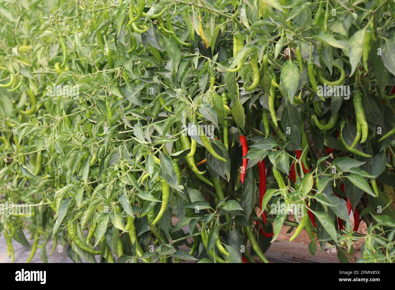 Gruppo di piante di peperoncino con miscela di verde e rosso peperoncini freschi pronti per la raccolta coltivati in orticoltura Fattoria a CHES(ICAR-IIHR) Chettali Foto Stock