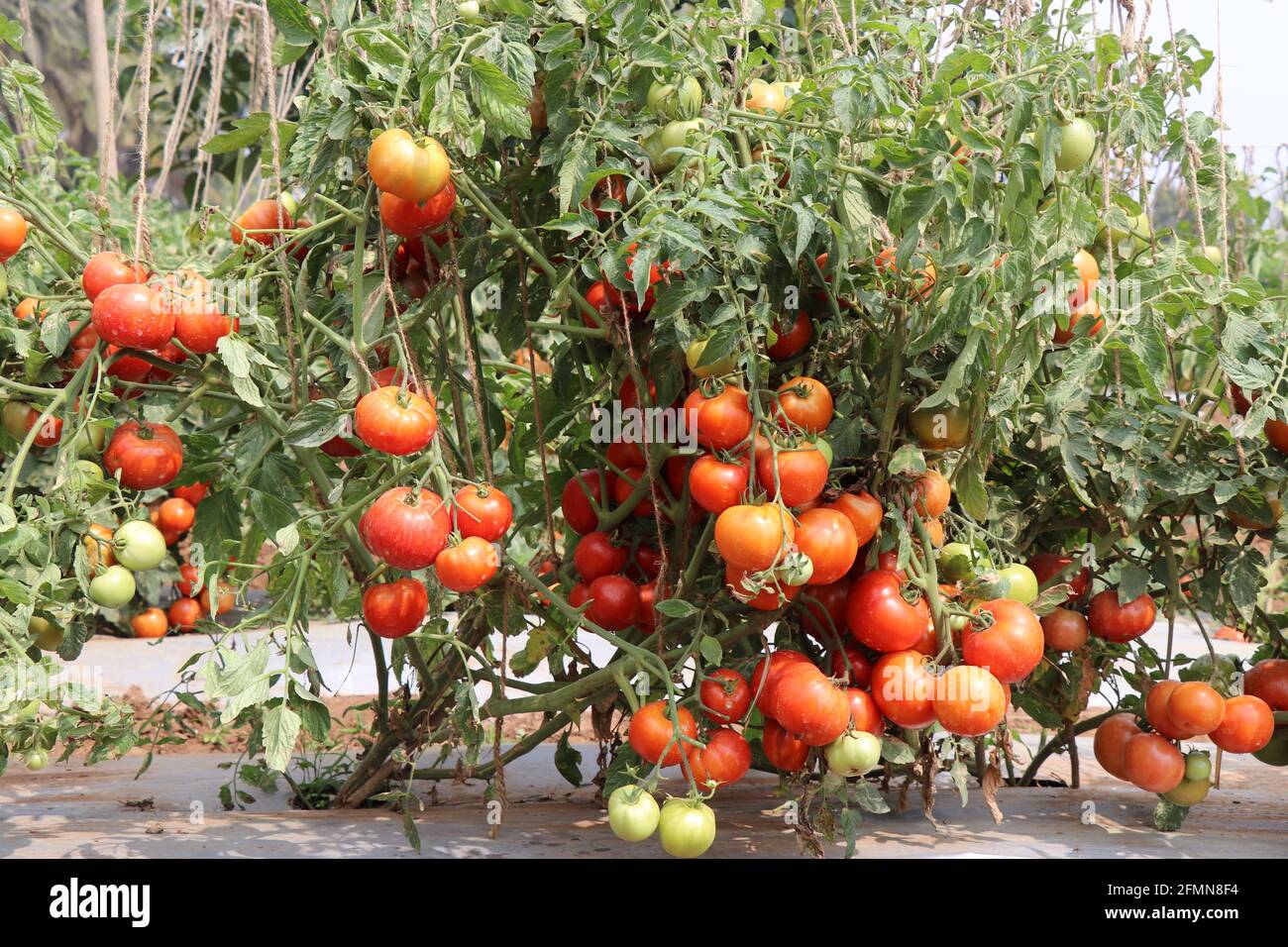 Campo agricolo di pomodoro con un grande gruppo di pomodori. I pomodori maturati appesi all'azienda orticola di Chettali (ICAR-IIHR) Foto Stock