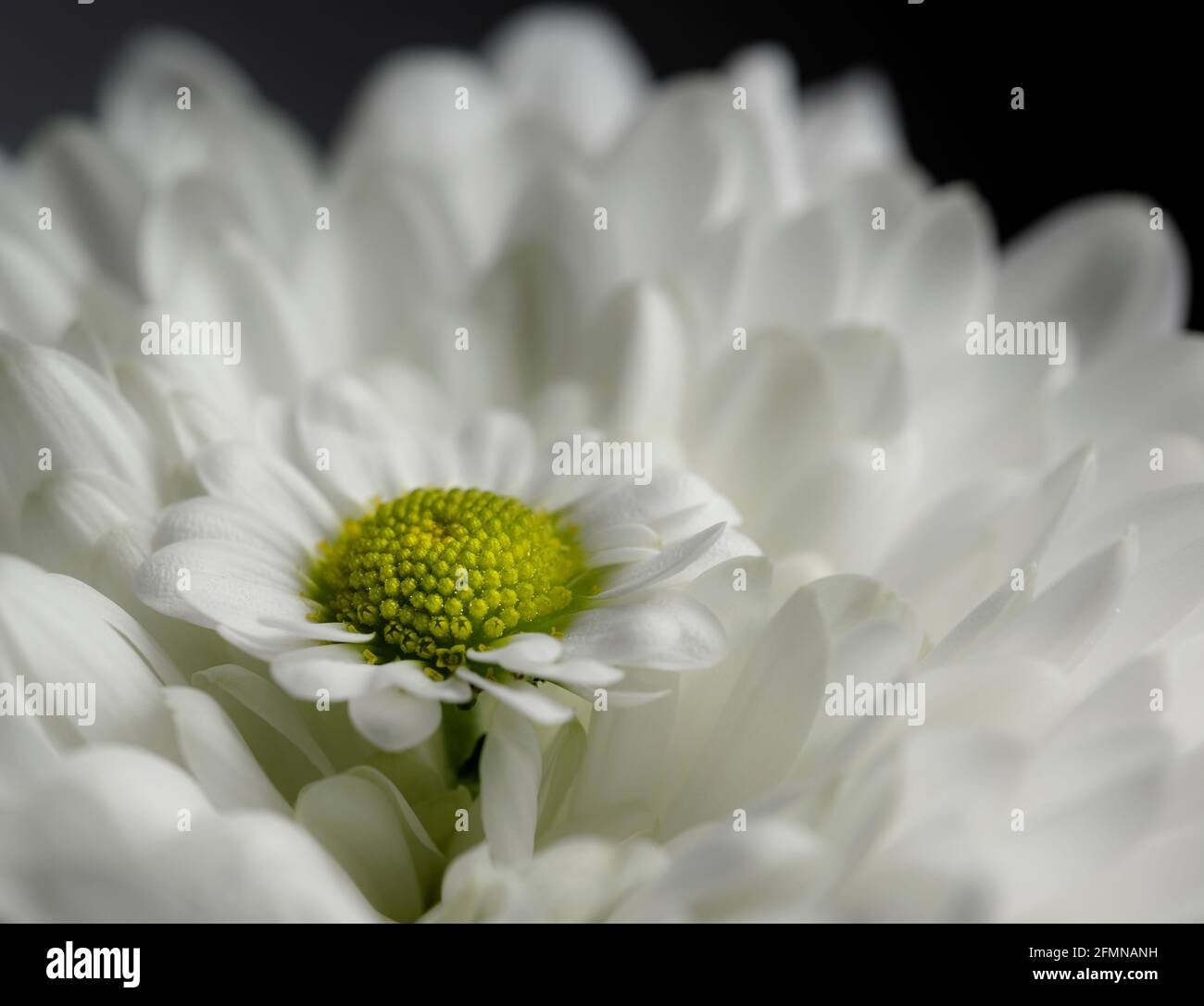 Macro di primo piano daisy comune Foto Stock