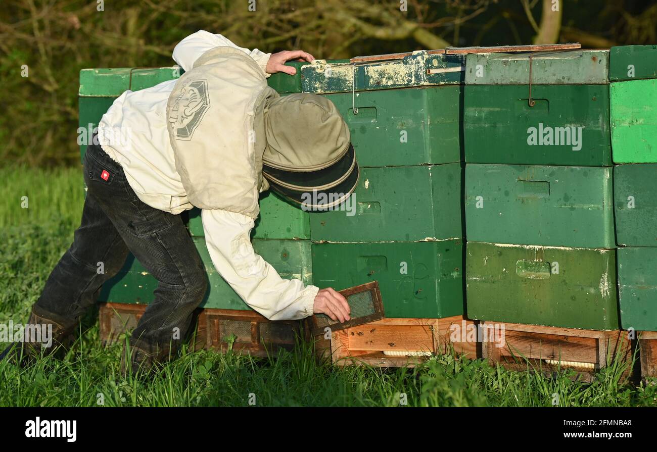 11 maggio 2021, Brandeburgo, Döbberin: L'apicoltore Lutz Theis di Francoforte (Oder) apre il foro di volo su un'alveare (bee box). L'apicoltore professionista Lutz Theis è un cosiddetto "apicoltore migratore". Durante il giorno, le api portano nettare, acqua e polline (polline) al nido d'ape e durante la notte lo trasformano in miele. Una colonia di api è costituita da una regina, diverse centinaia di droni e da 30,000 a 60,000 api operaie. Il raggio di volo delle api è di circa tre chilometri. Foto: Patrick Pleul/dpa-Zentralbild/ZB Foto Stock