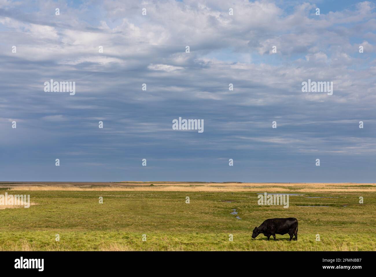 Cley Marshes Nature Reserve, Cley NEXT the Sea, Norfolk, Inghilterra Foto Stock