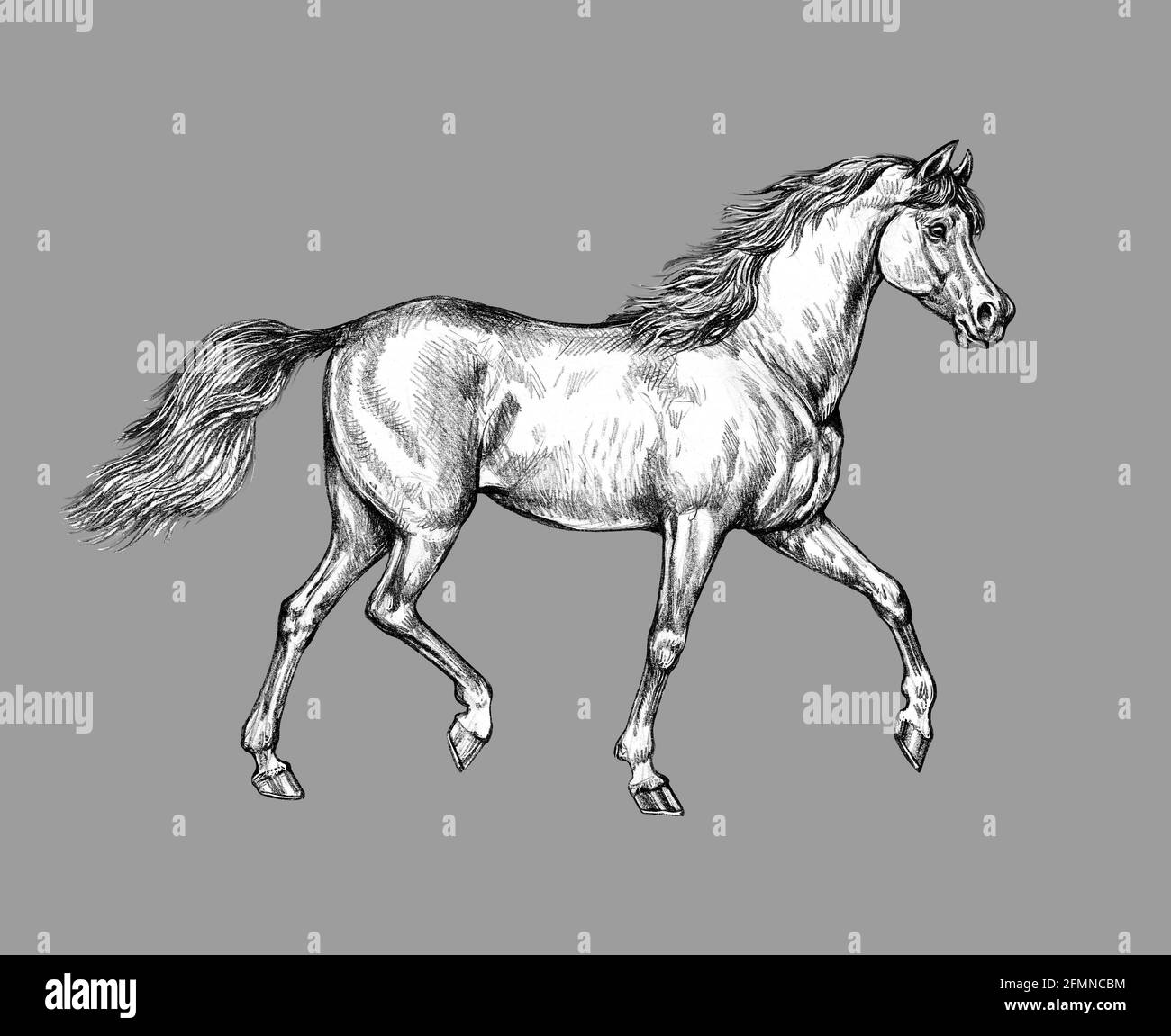 Bellissimo cavallo arabo. Ritratto a matita di un cavallo. Disegno equino. Foto Stock