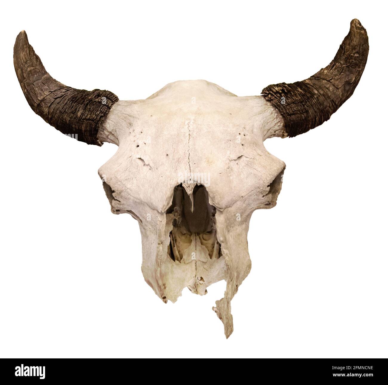 Bull cranio isolato su sfondo bianco. Cranio bisonte europeo, trofeo di caccia su sfondo bianco Bison bonasus Foto Stock