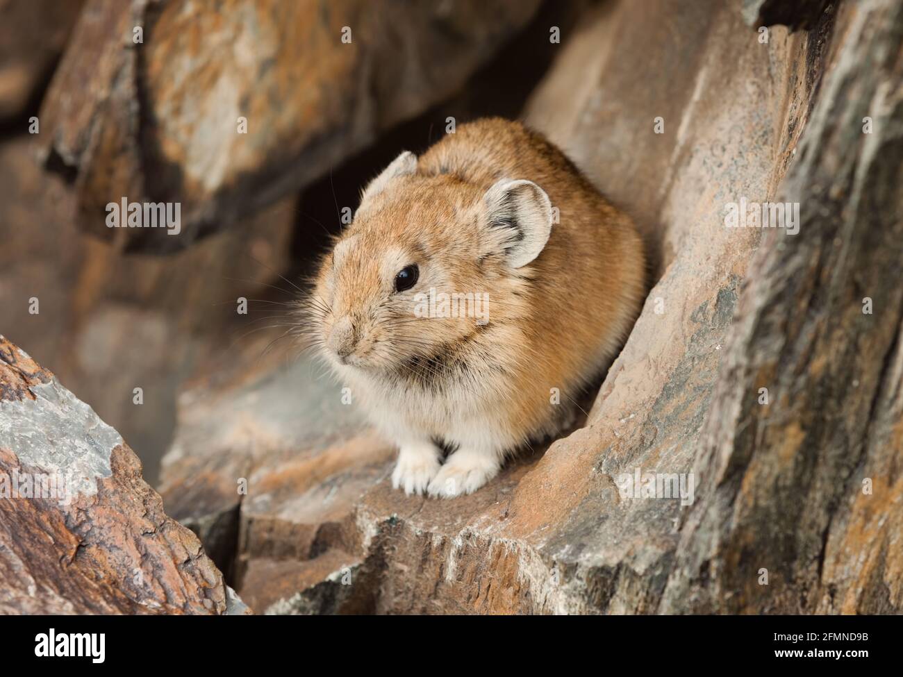 Altai pika seduto sulla pietra Foto Stock