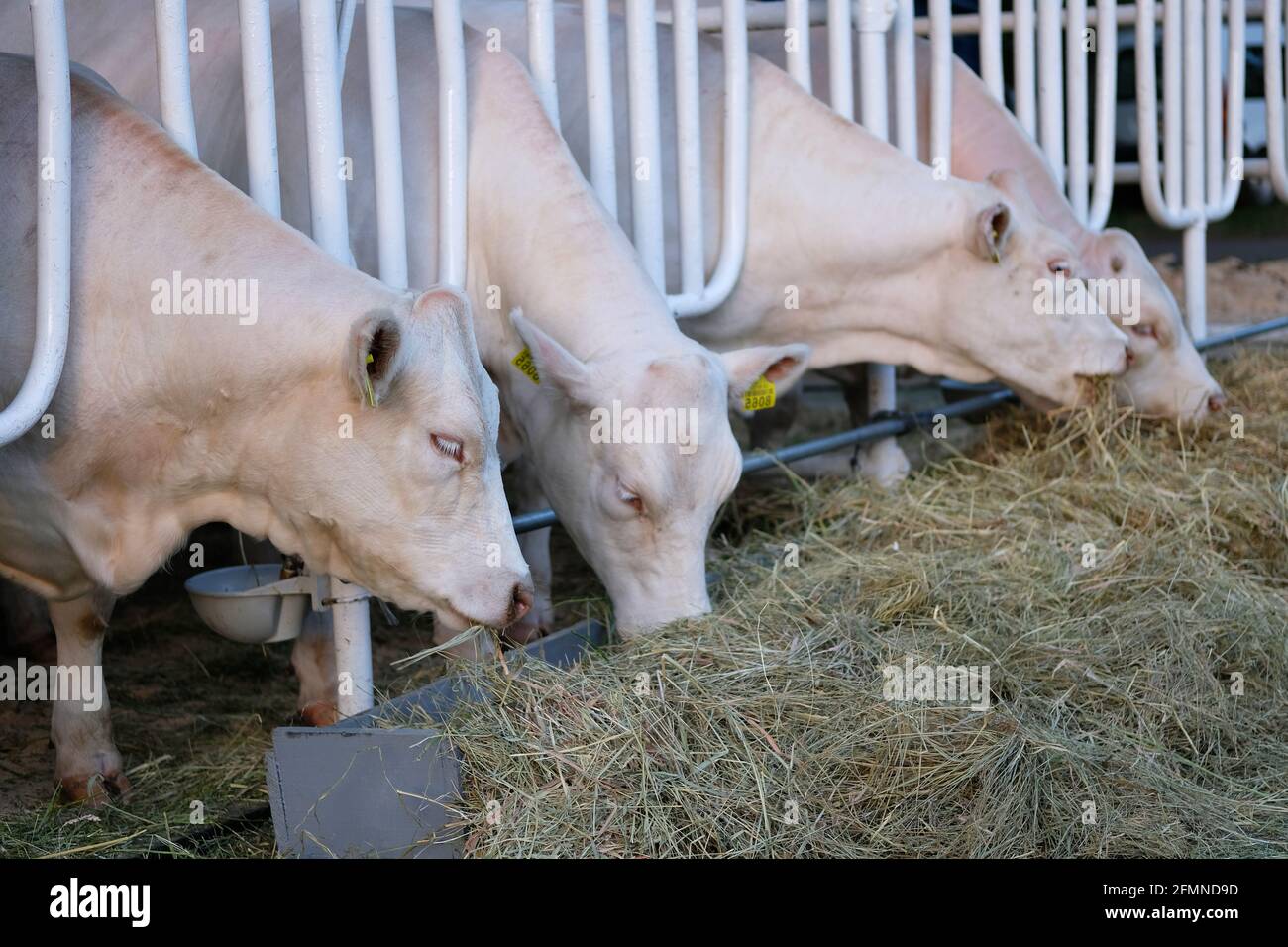 Mucche mangiare fieno fresco in fattoria. Concetto di agricoltura, agricoltura e bestiame Foto Stock