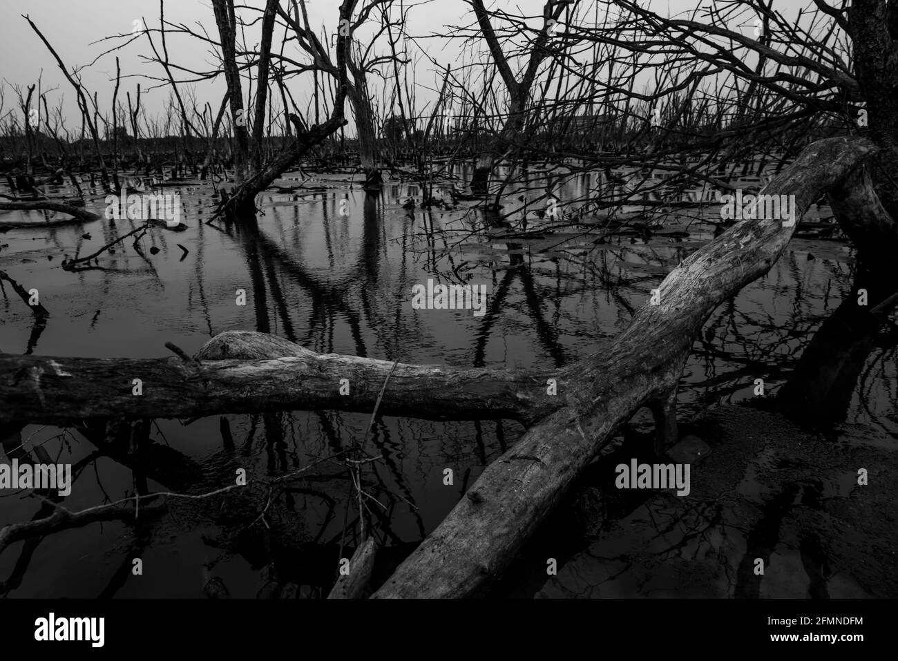Albero morto in foresta degradata di mangrovie. Crisi ambientale dovuta a cambiamenti climatici, inquinamento, sedimentazione. Degrado e distruzione di mangrovie. Foto Stock