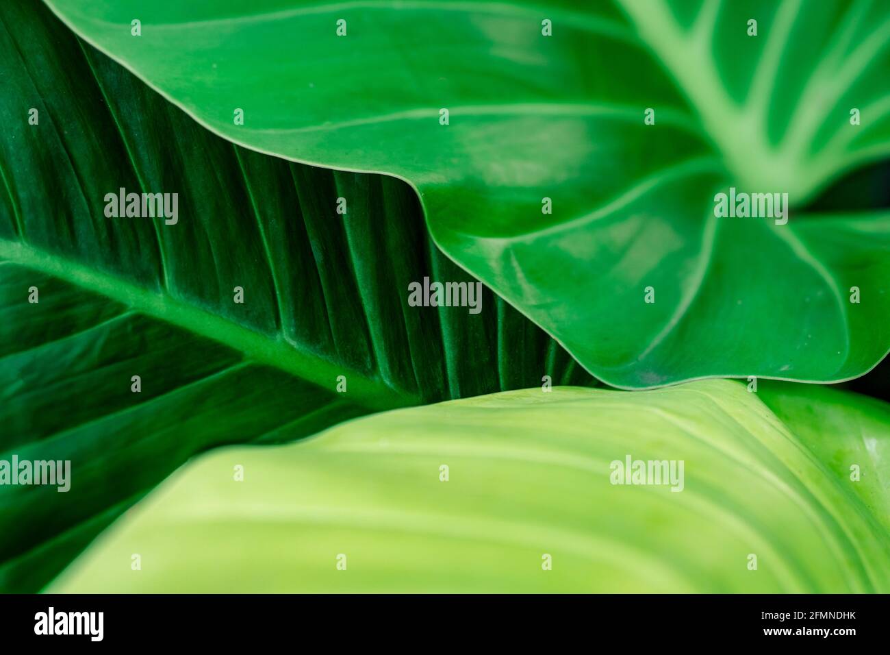 Sfondo di texture foglia verde. Impianto di bellezza nel giardino. Piante indoor. Foglia verde per la decorazione domestica. Carta da parati per spa o salute mentale e. Foto Stock