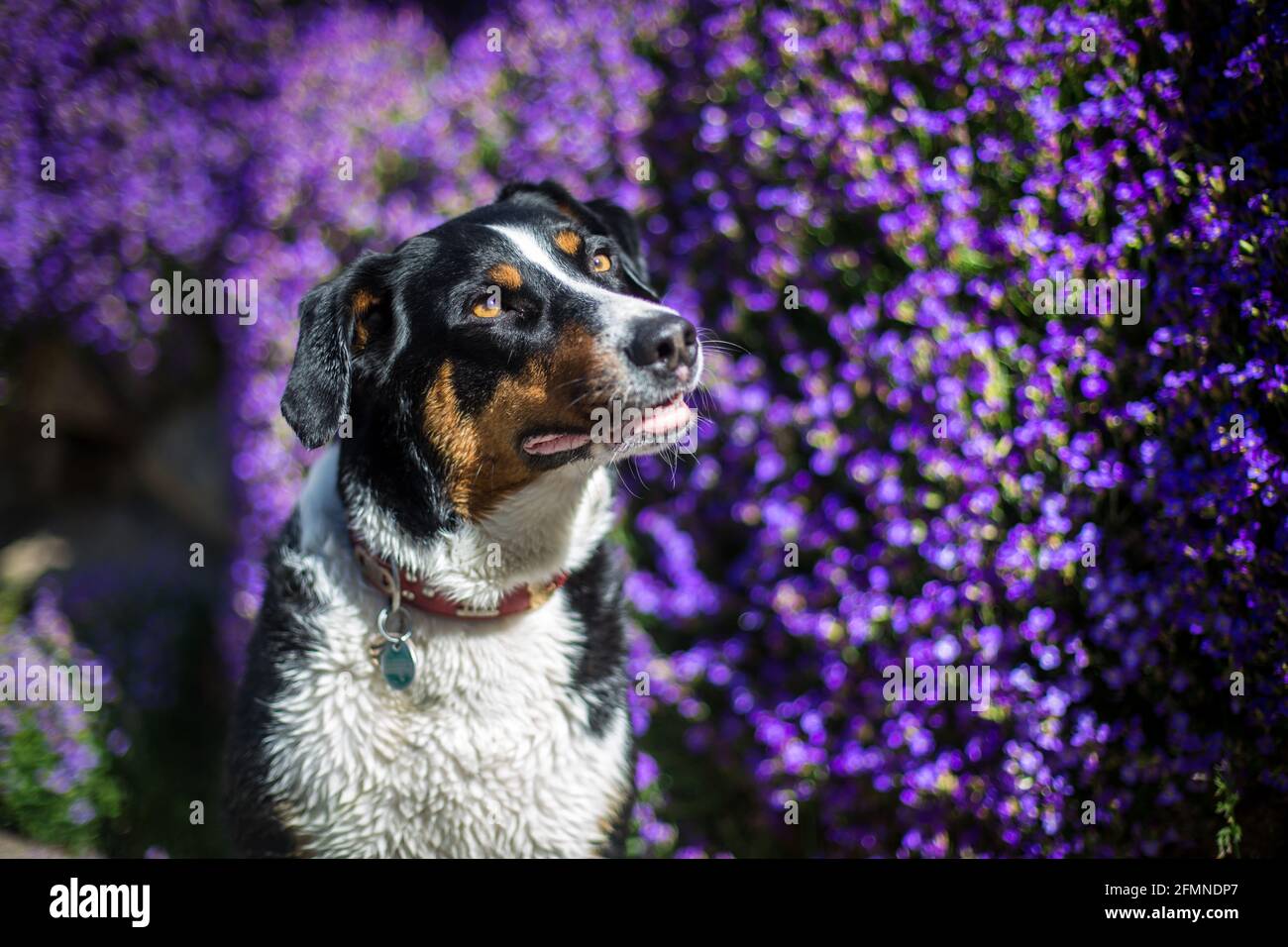 Appenzell cane di montagna di fronte ai fiori Foto Stock