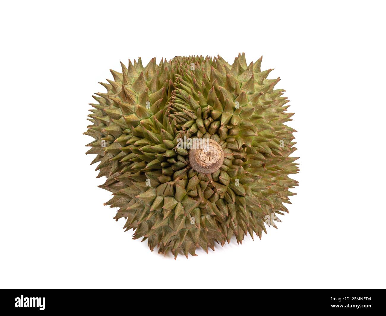Durian giallo, un primo piano di cibo tropicale tailandese di frutta maleodorante isolato su sfondo bianco. Foto Stock
