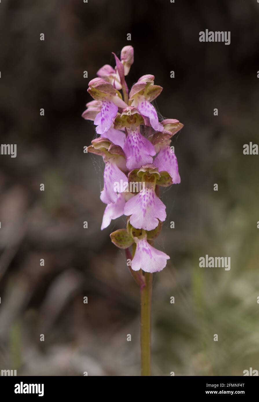 Orchis spitzelii subsp. Cazorlensis, Orchis Cazorlensis, orchidea selvatica rara, Andalusia, Spagna meridionale. Foto Stock