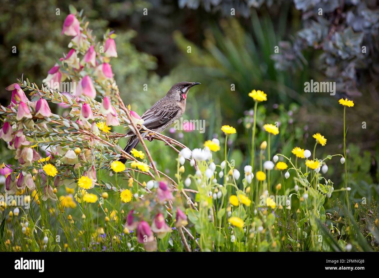 Wattlebird tra i fiori selvatici Foto Stock