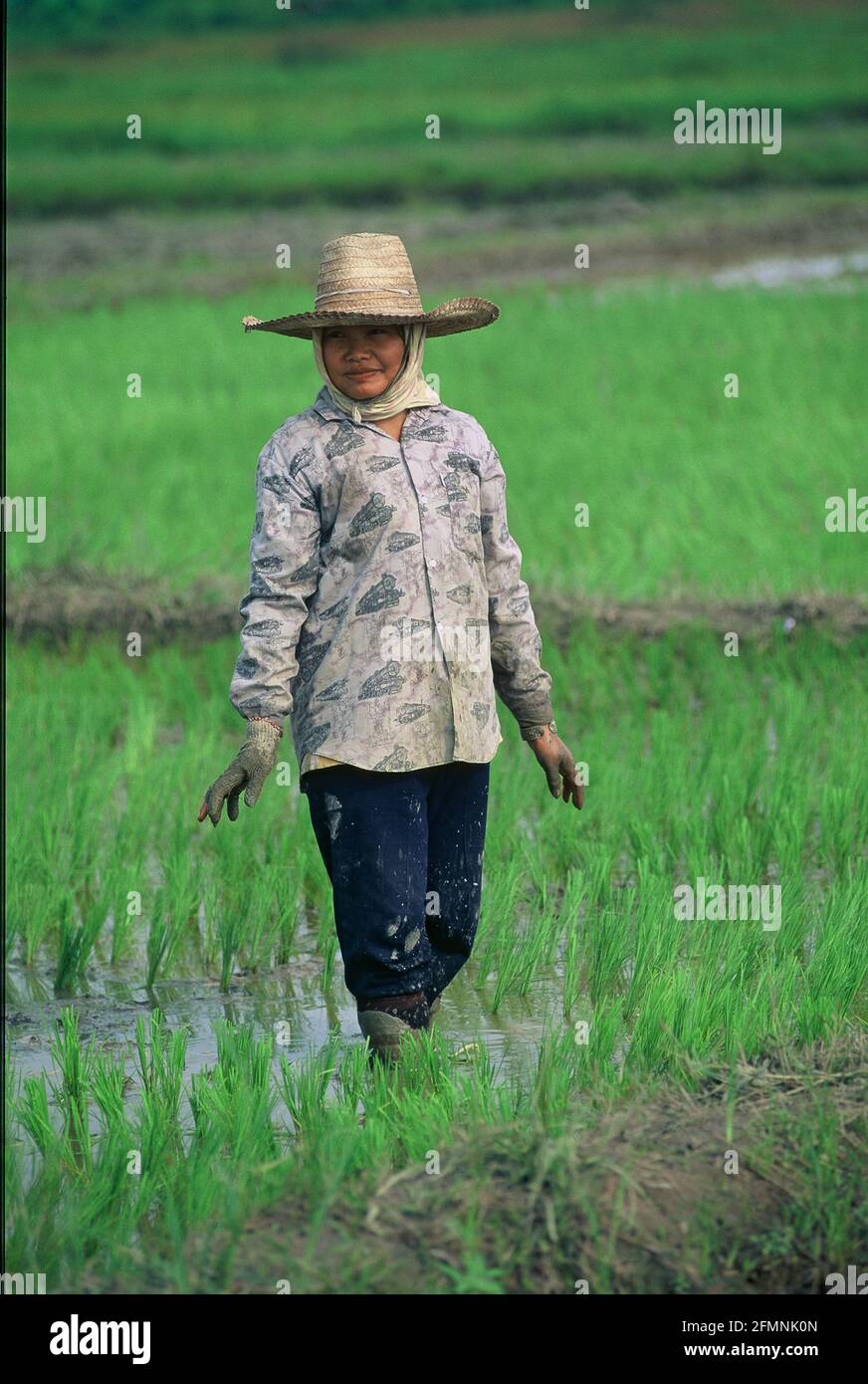 Thailandia. 15 luglio 2002. Thailandia lavoratore agricoltore donna in un campo di riso nel nord della Thailandia Credit: Horst Galuschka/dpa/Alamy Live News Foto Stock