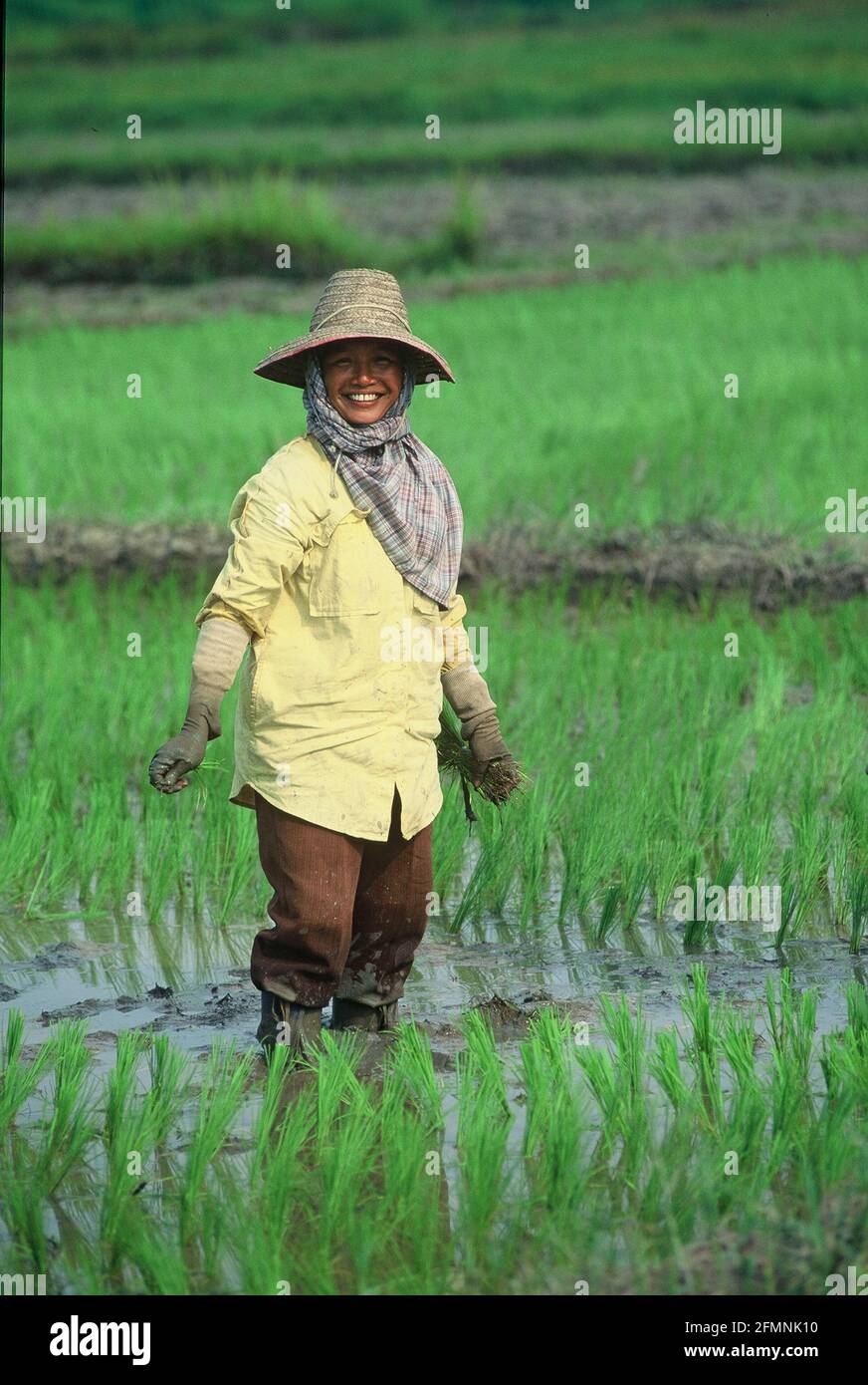 Thailandia. 15 luglio 2002. Thailandia lavoratore agricoltore donna in un campo di riso nel nord della Thailandia Credit: Horst Galuschka/dpa/Alamy Live News Foto Stock