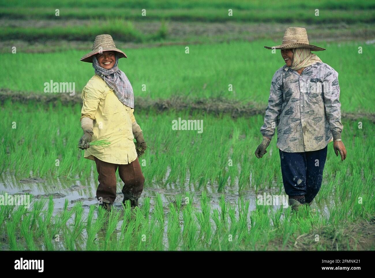 Thailandia. 15 luglio 2002. Thailandia lavoratore agricoltore donna in un campo di riso nel nord della Thailandia Credit: Horst Galuschka/dpa/Alamy Live News Foto Stock