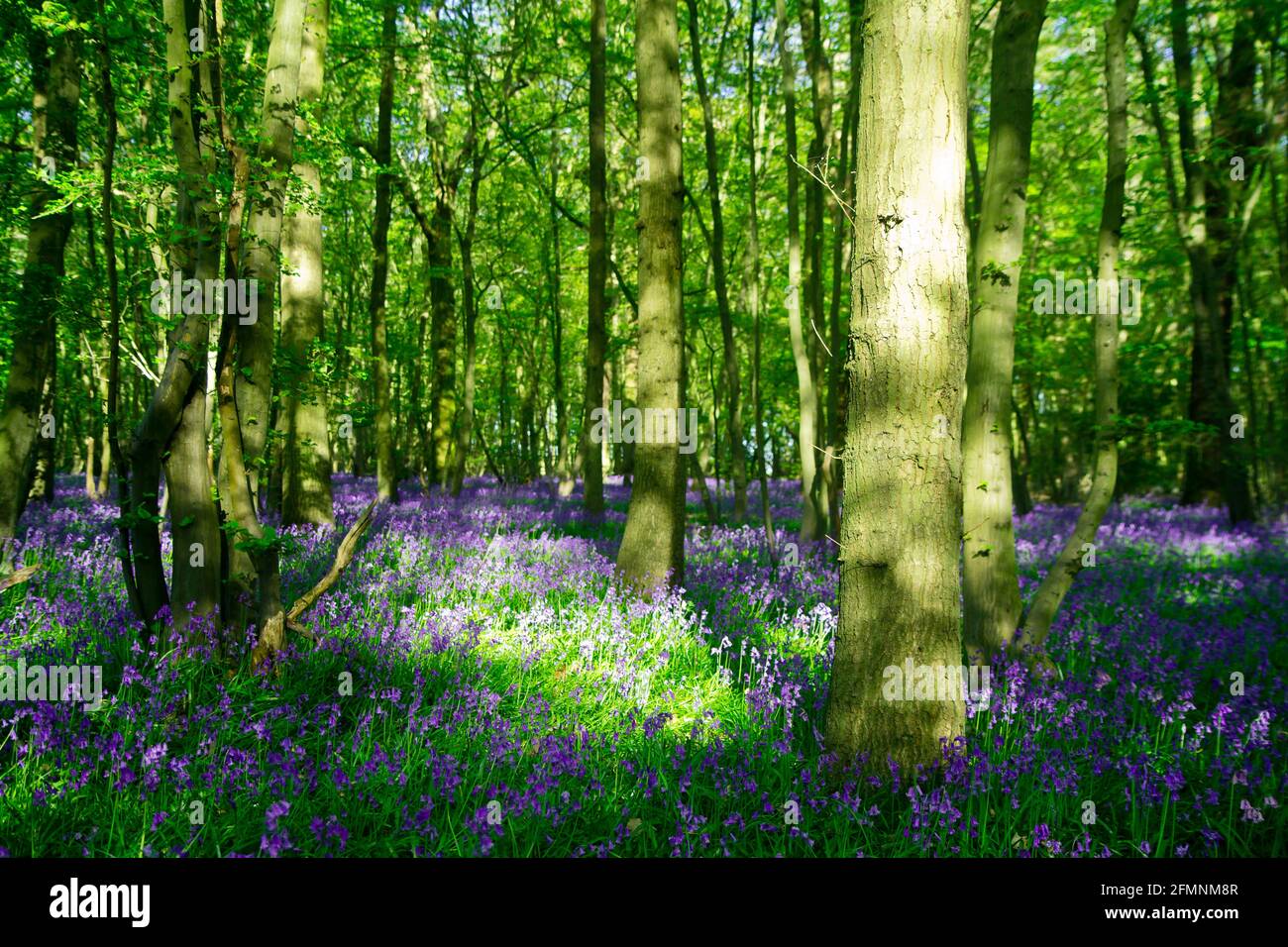 Comune Bluebells foresta, Upminster, Essex, Inghilterra Foto Stock