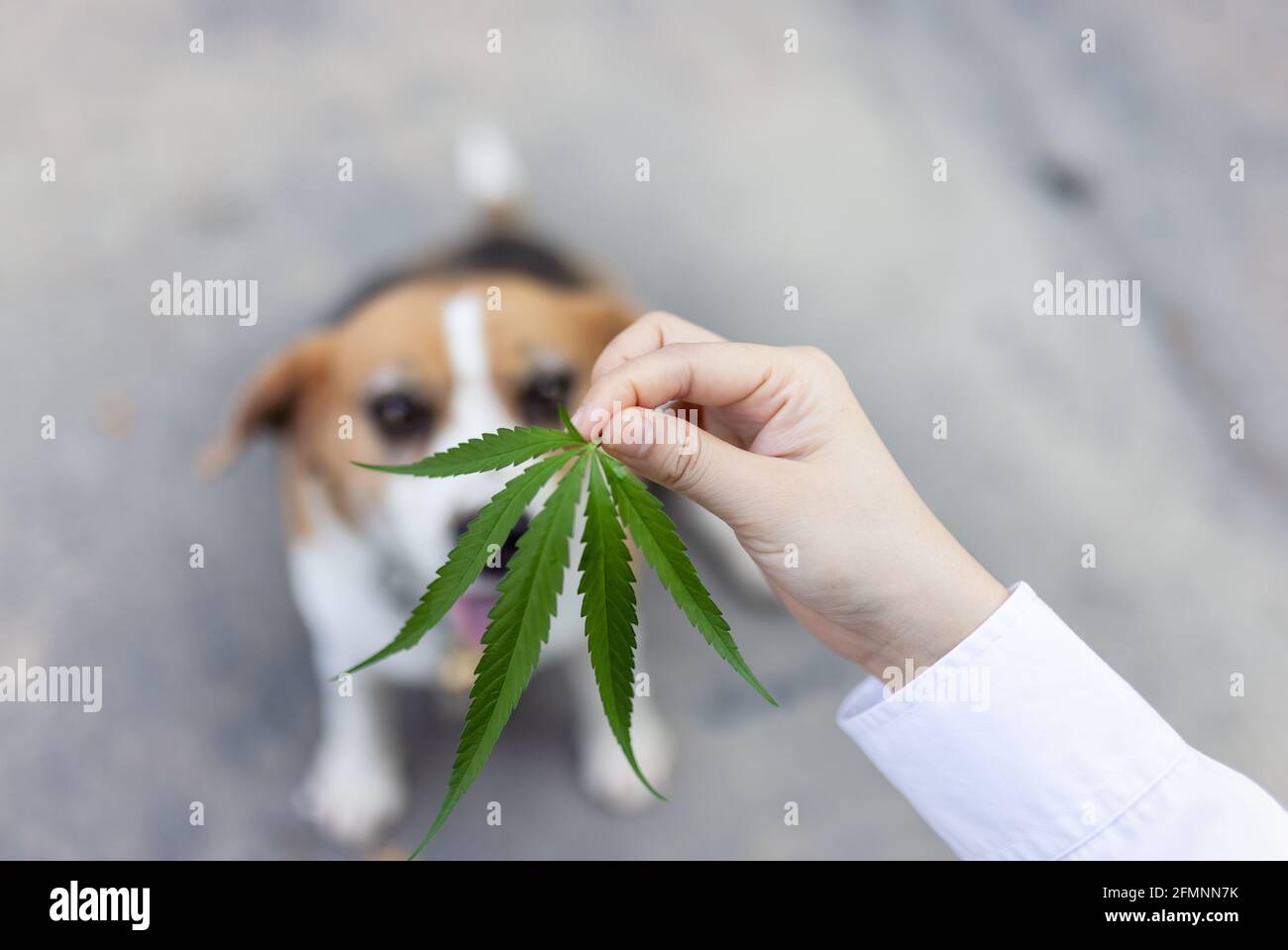 Individuazione beagle cane cecchino foglia di canapa di marijuana all'aperto. Erbe medicinali Foto Stock