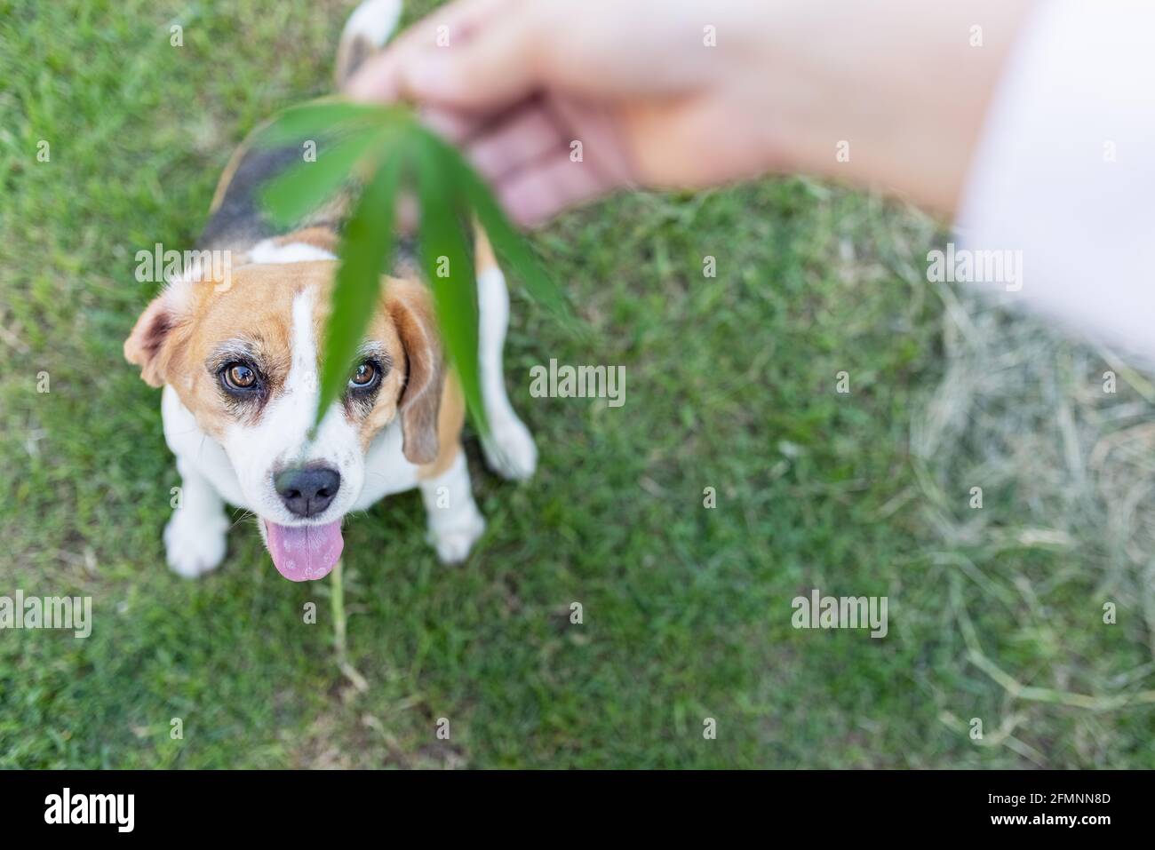 Individuazione beagle cane cecchino foglia di canapa di marijuana all'aperto. Erbe medicinali Foto Stock