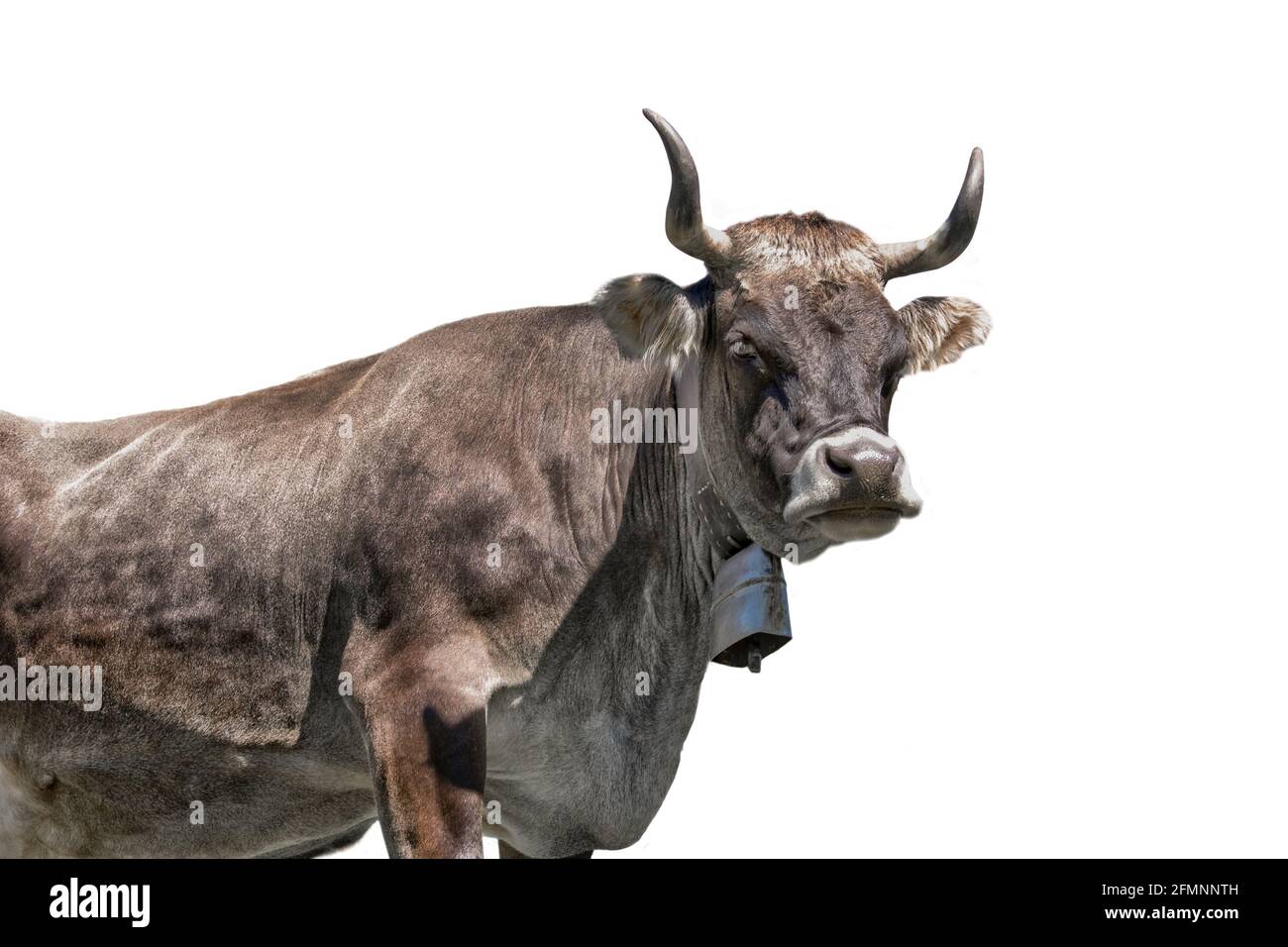 Mucca grigia tirolese con campana isolata su sfondo bianco Foto Stock