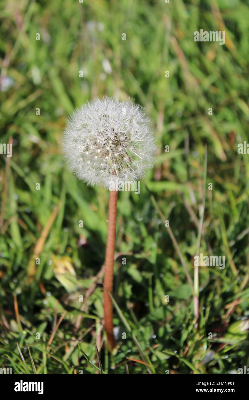 Testa di semi di dente di leone in un prato in formato verticale Foto Stock