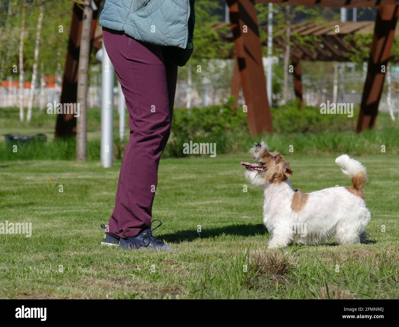 Donna addestrando il suo animale domestico su erba verde Foto Stock