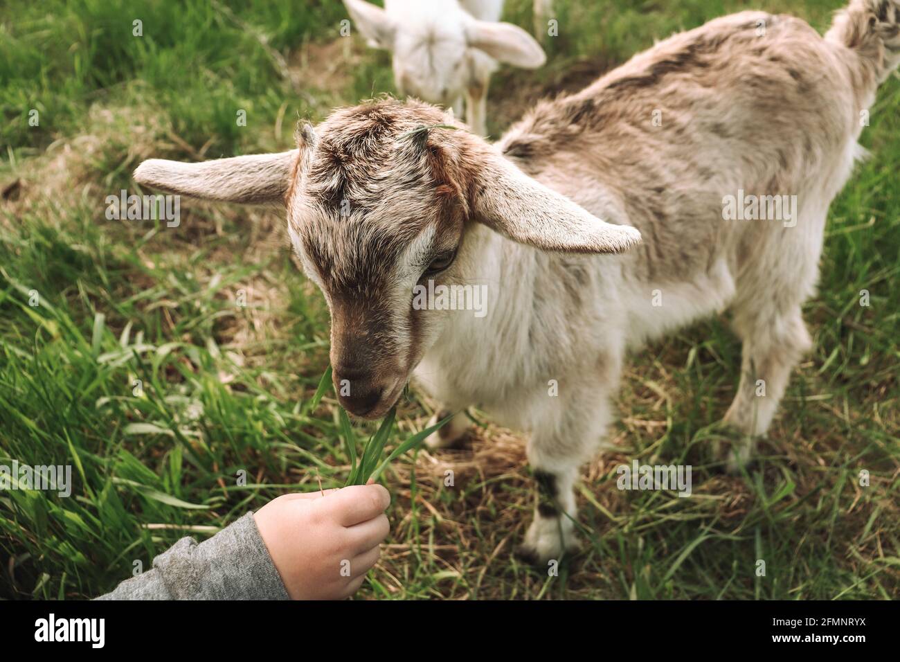 Capra bambino in una fattoria nel villaggio. Il bambino alimenta la capra dalla mano. Foto Stock