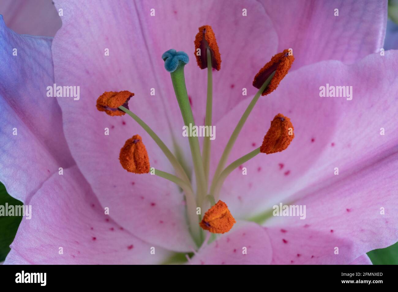 Primo piano di un fiore di giglio che mostra lo stigma, lo stile, gli stami e i filamenti Foto Stock