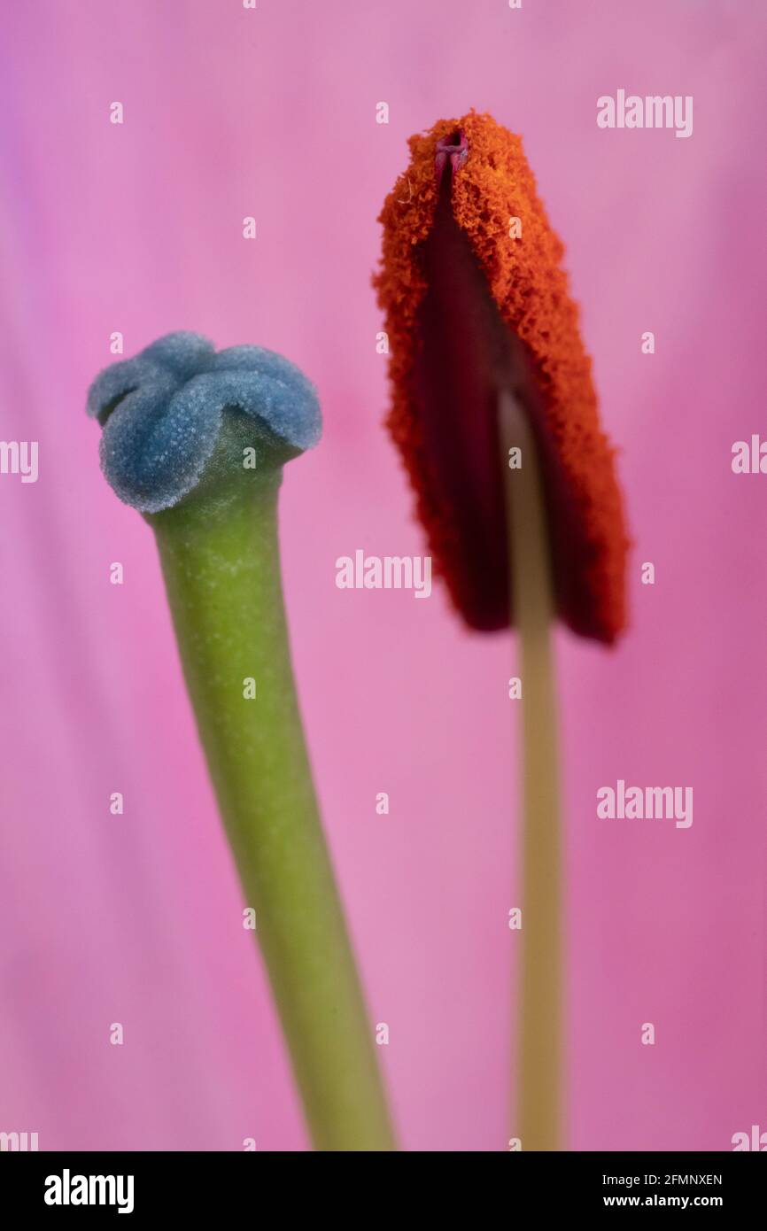 Primo piano di un fiore di giglio che mostra lo stigma, lo stile, lo stamen e il filamento Foto Stock