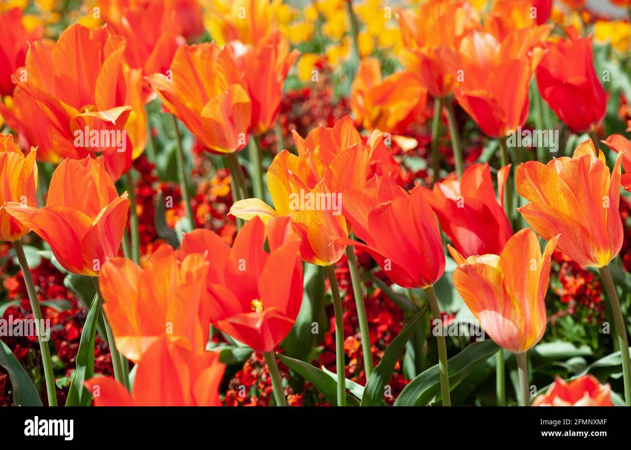 Bella primavera fiori rossi tulipani fioriscono nel giardino su una giornata di sole Foto Stock