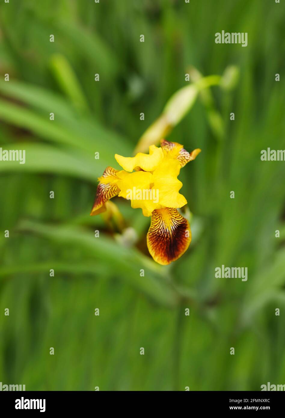 Fiori di iride giallo marrone in fiore nel giardino in estate. Macro foto di fiore iris. Estate natura sfondo con fiore fiore, copia spazio. Foto Stock