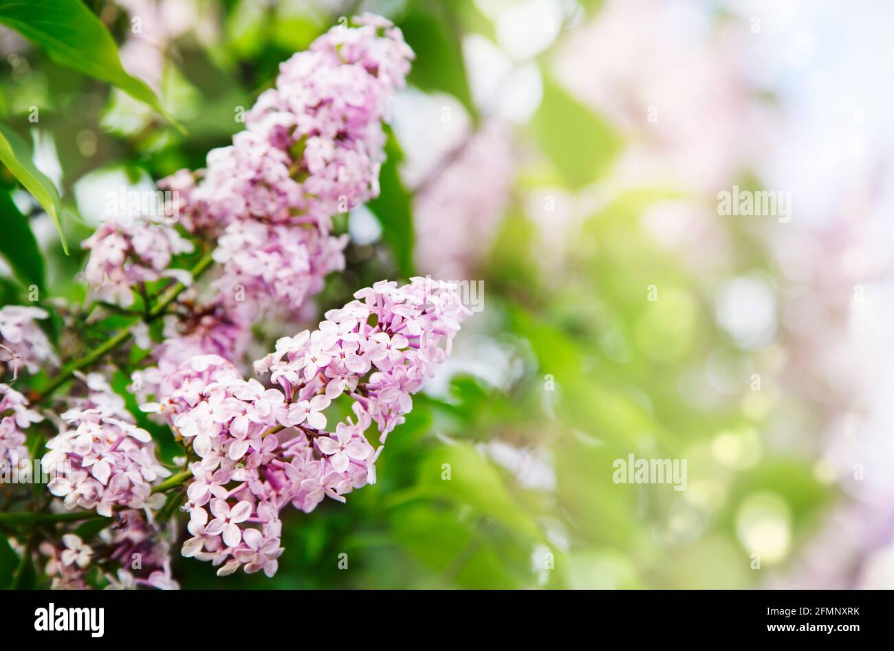 Cespuglio lilla su sfondo cielo. Fiori lilla in giardino. Sfondo natura, spazio copia Foto Stock