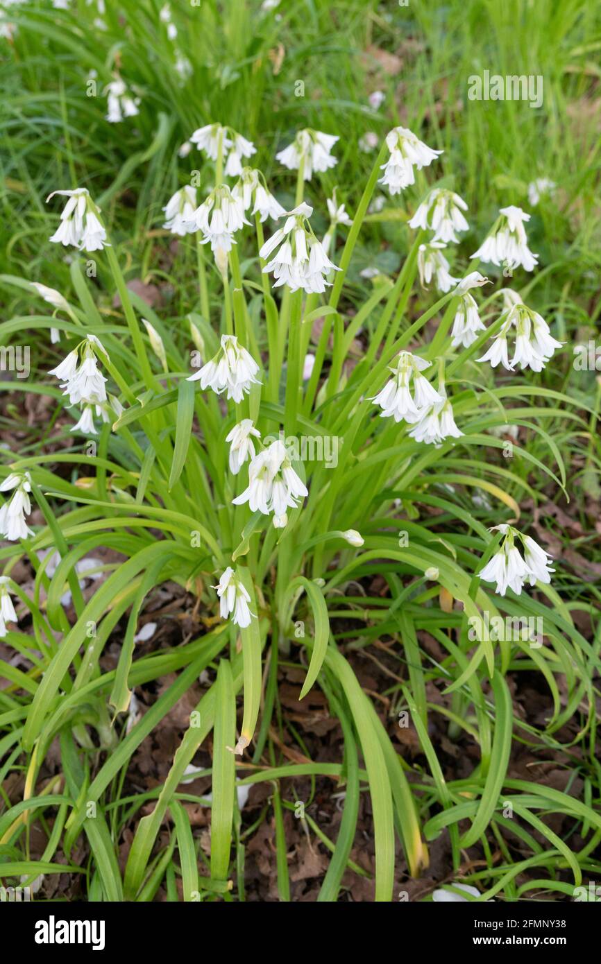 Il porro a tre corni (Allium triquetrum), che è una pianta di fioritura di primavera commestibile Foto Stock