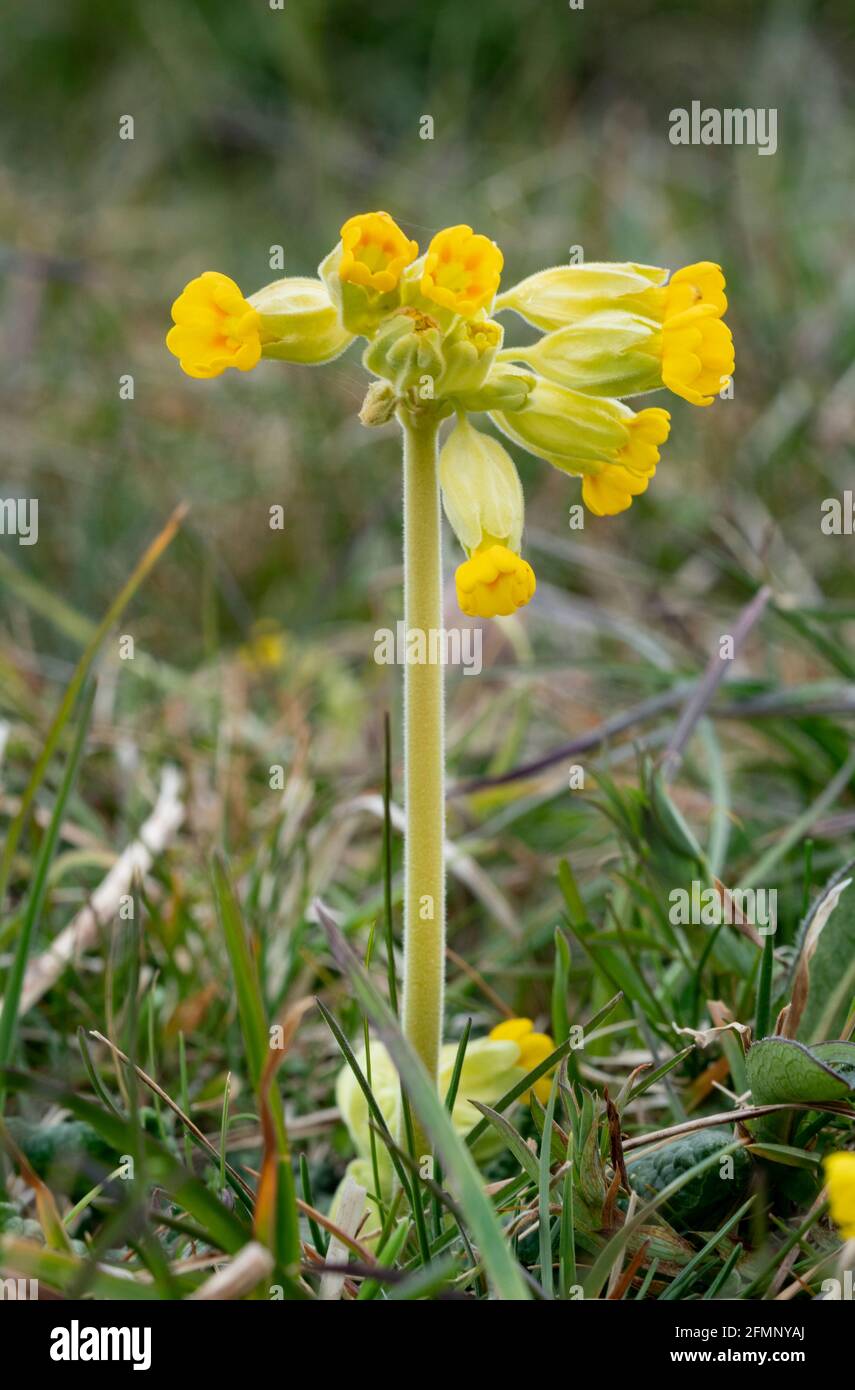 Cowslip (Primula veris) Foto Stock