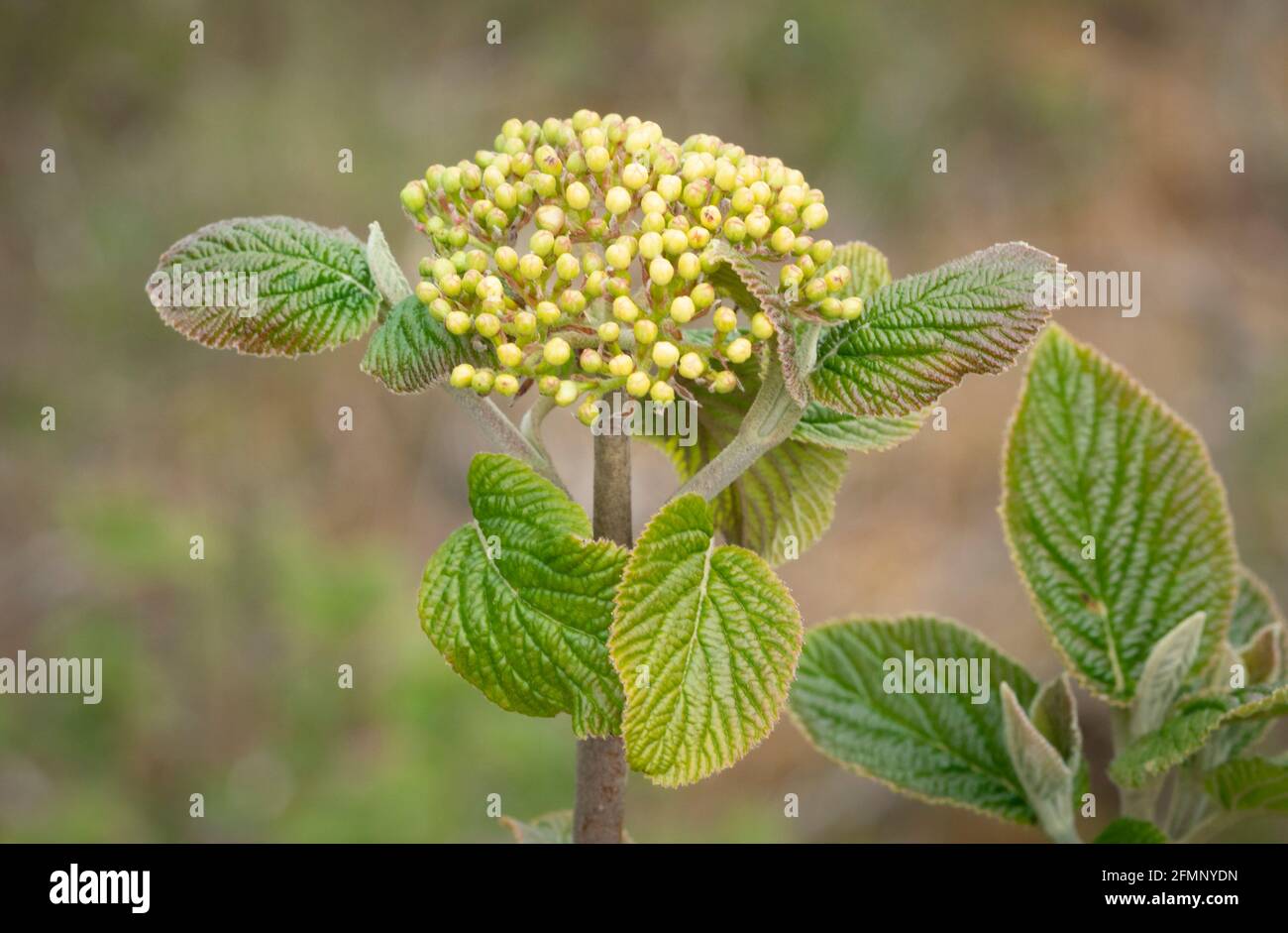 Papille di fiori di viburnum lantana Foto Stock