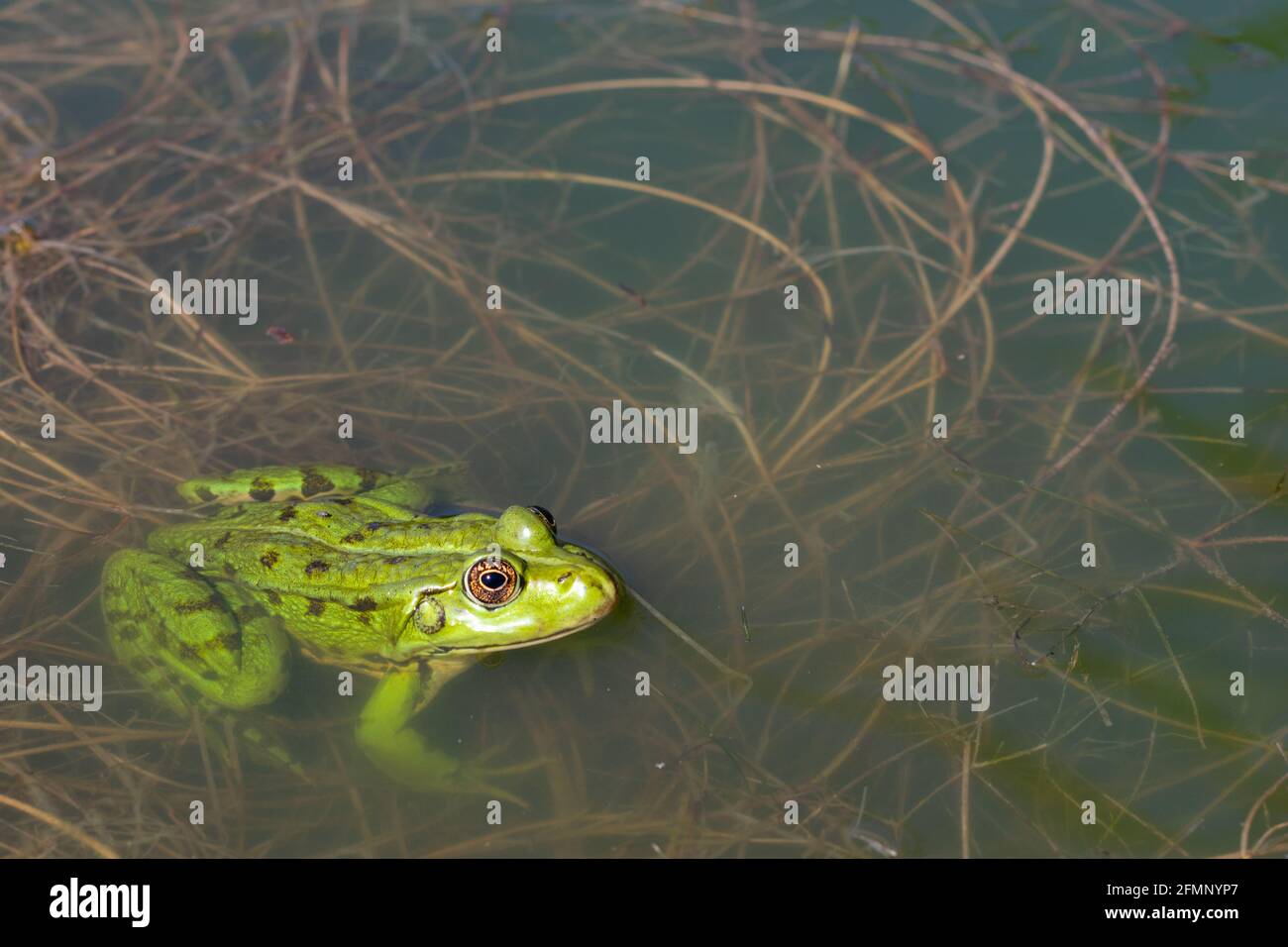 Closeup di rana verde (Rana esculenta) in acqua con copyspace Foto Stock