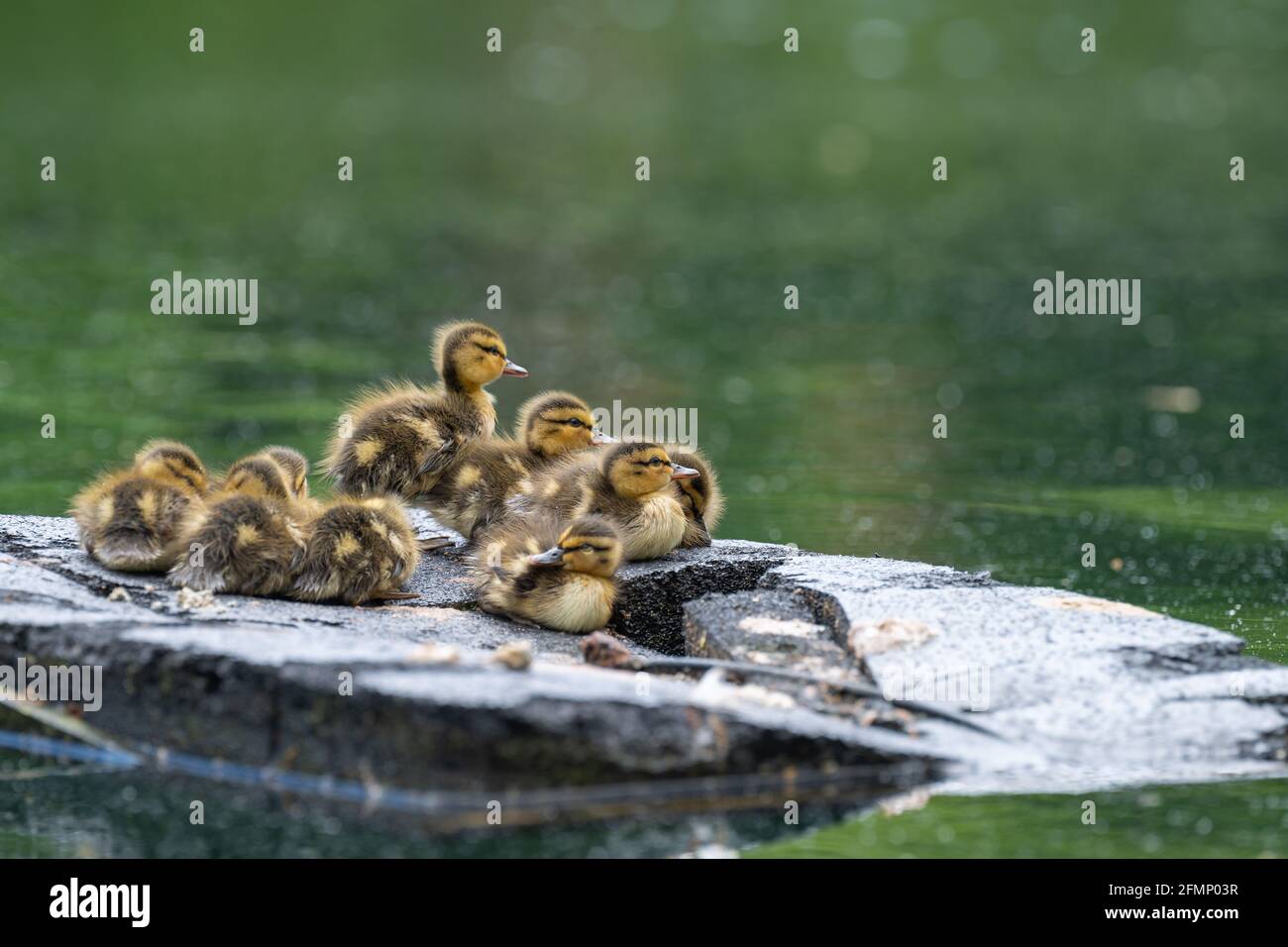 Gruppo di Ducklings su Float cercare Madre Foto Stock