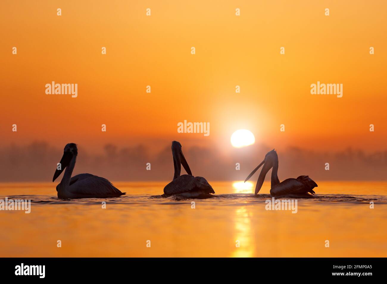 Pellicano dalmata, Pelecanus Crispus, nel lago Kerkini, Grecia. Uccello con alba del mattino. Pelican con ali aperte. Scena faunistica dalla natura europea Foto Stock