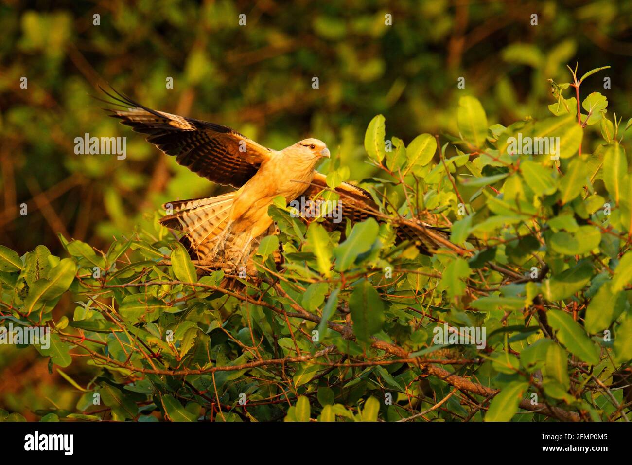 Caracara a testa gialla, Milvago chimachima, uccello volare sopra la vegetazione verde. Caracara volo nell'habitat naturale, Tarcoles, Carara NP, Costa Rica. W Foto Stock